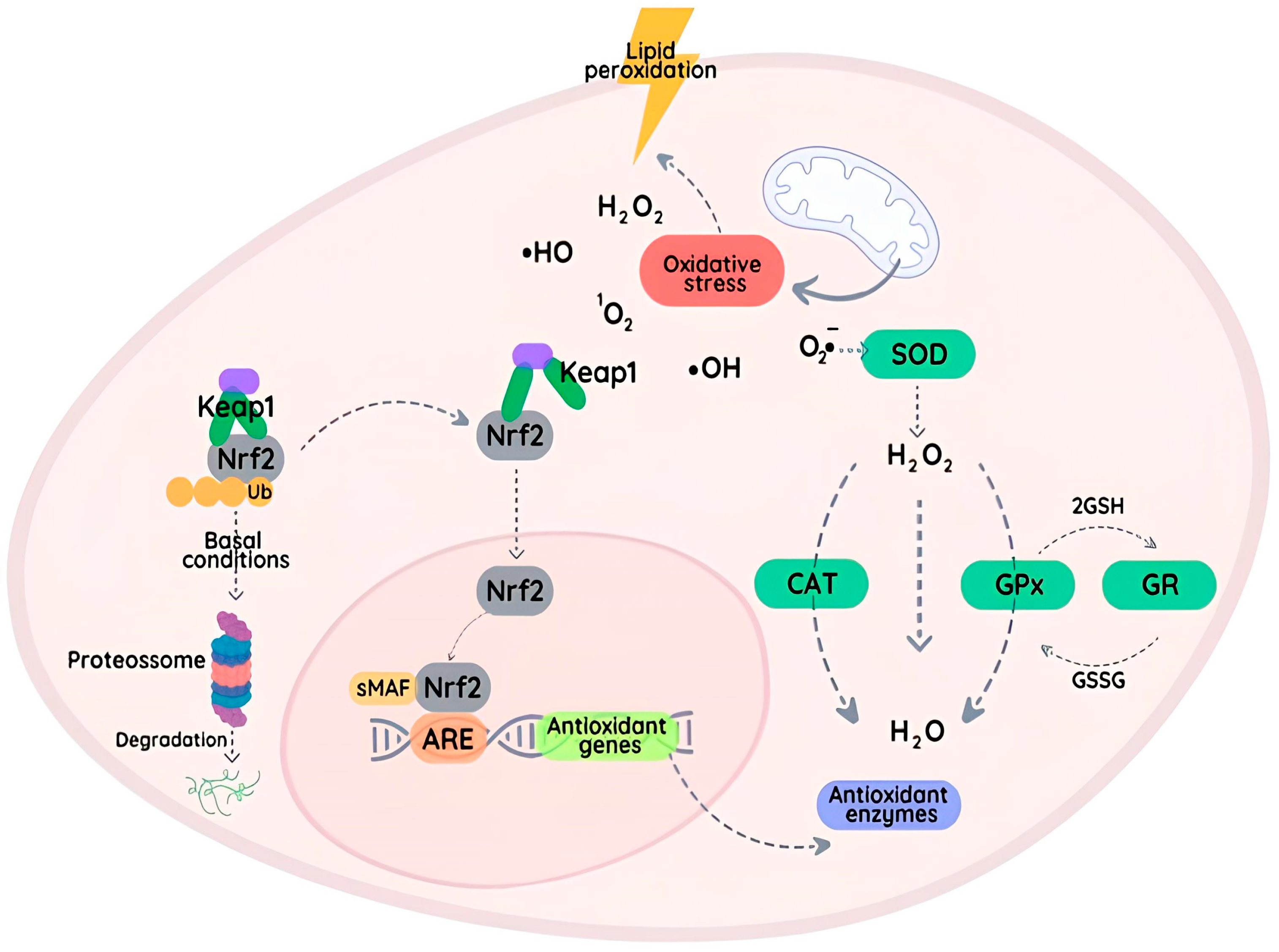 Molecules 28 07349 g002