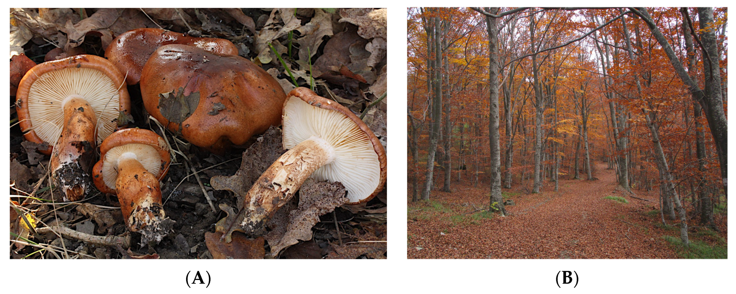 Molecules 28 07446 g001