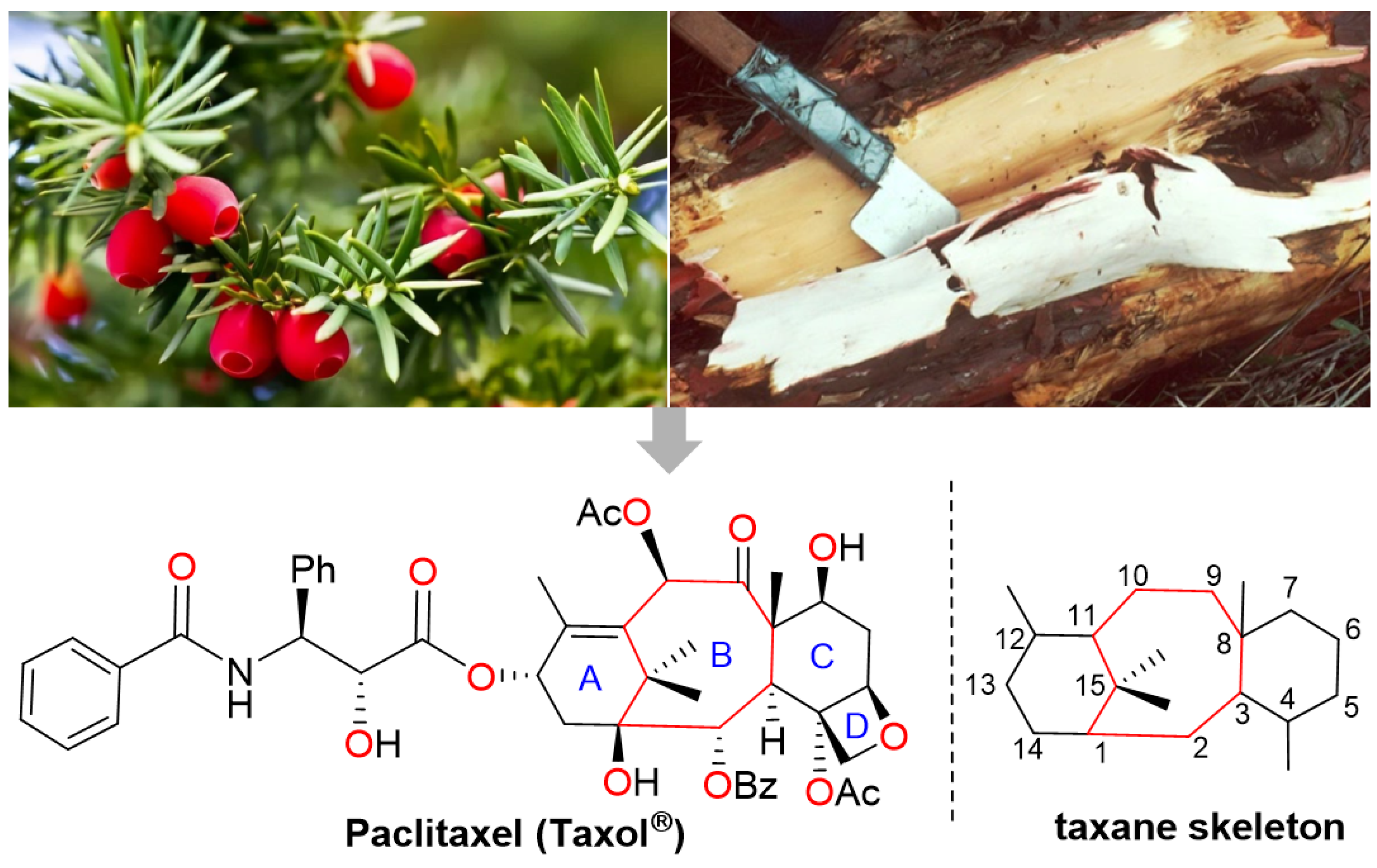 Molecules 28 07517 g001