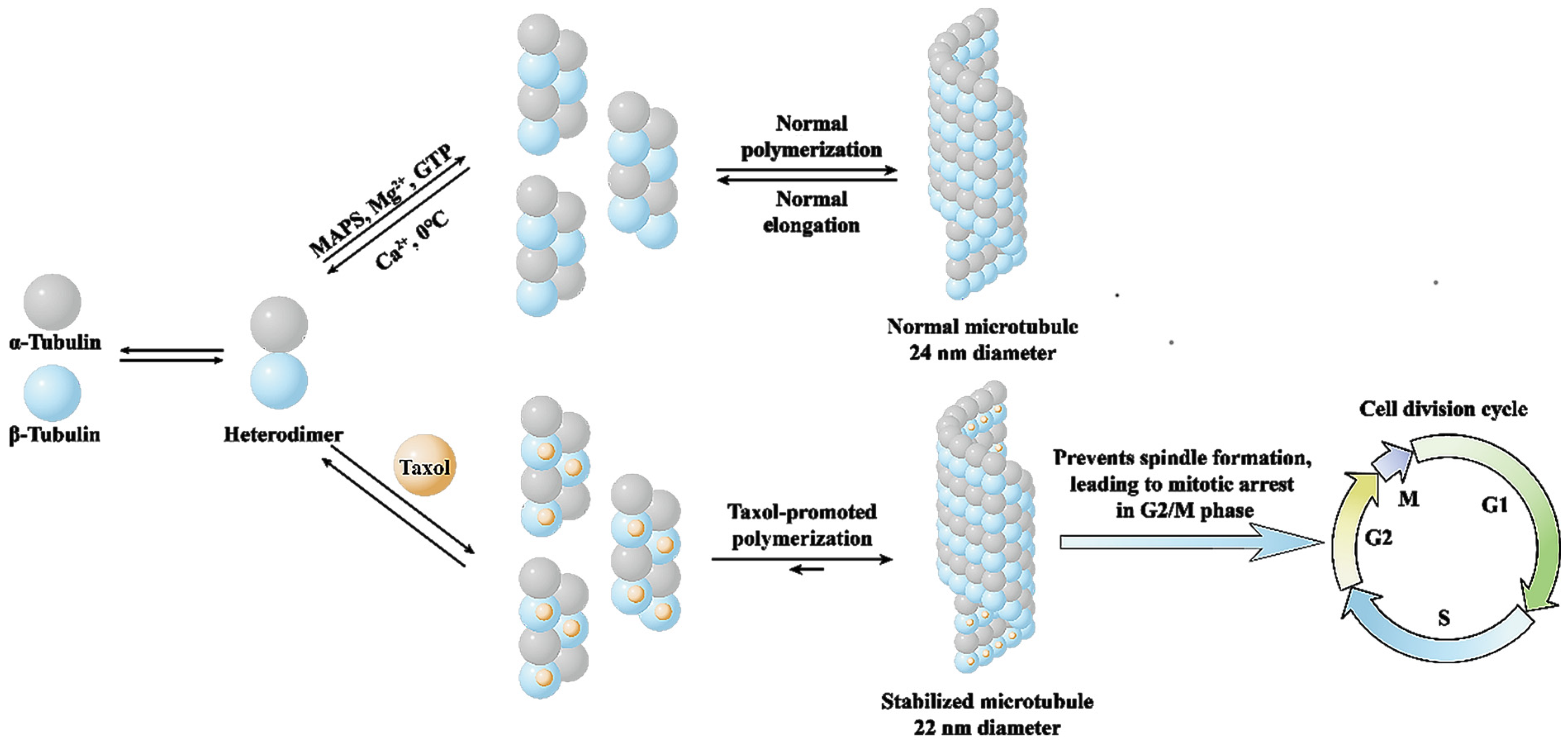 Molecules 28 07517 g002