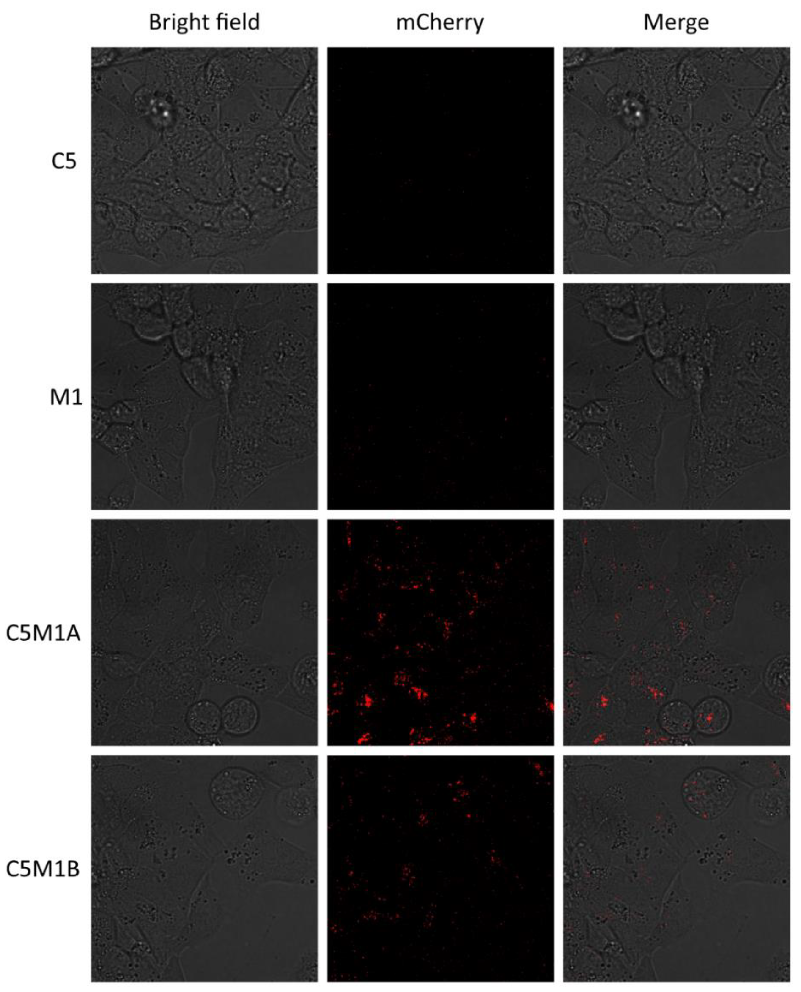 Molecules 28 07519 g005