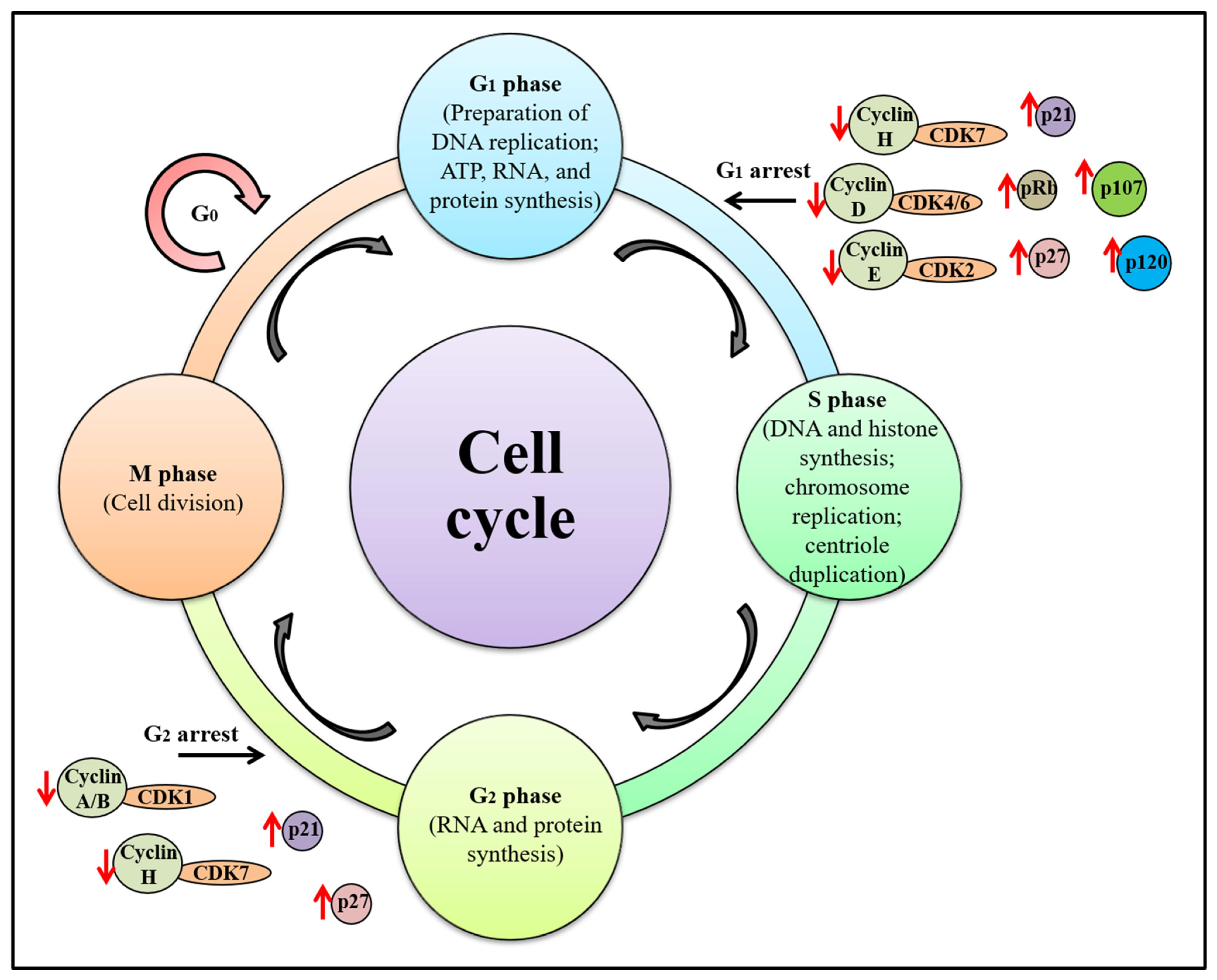 Molecules 28 07530 g002