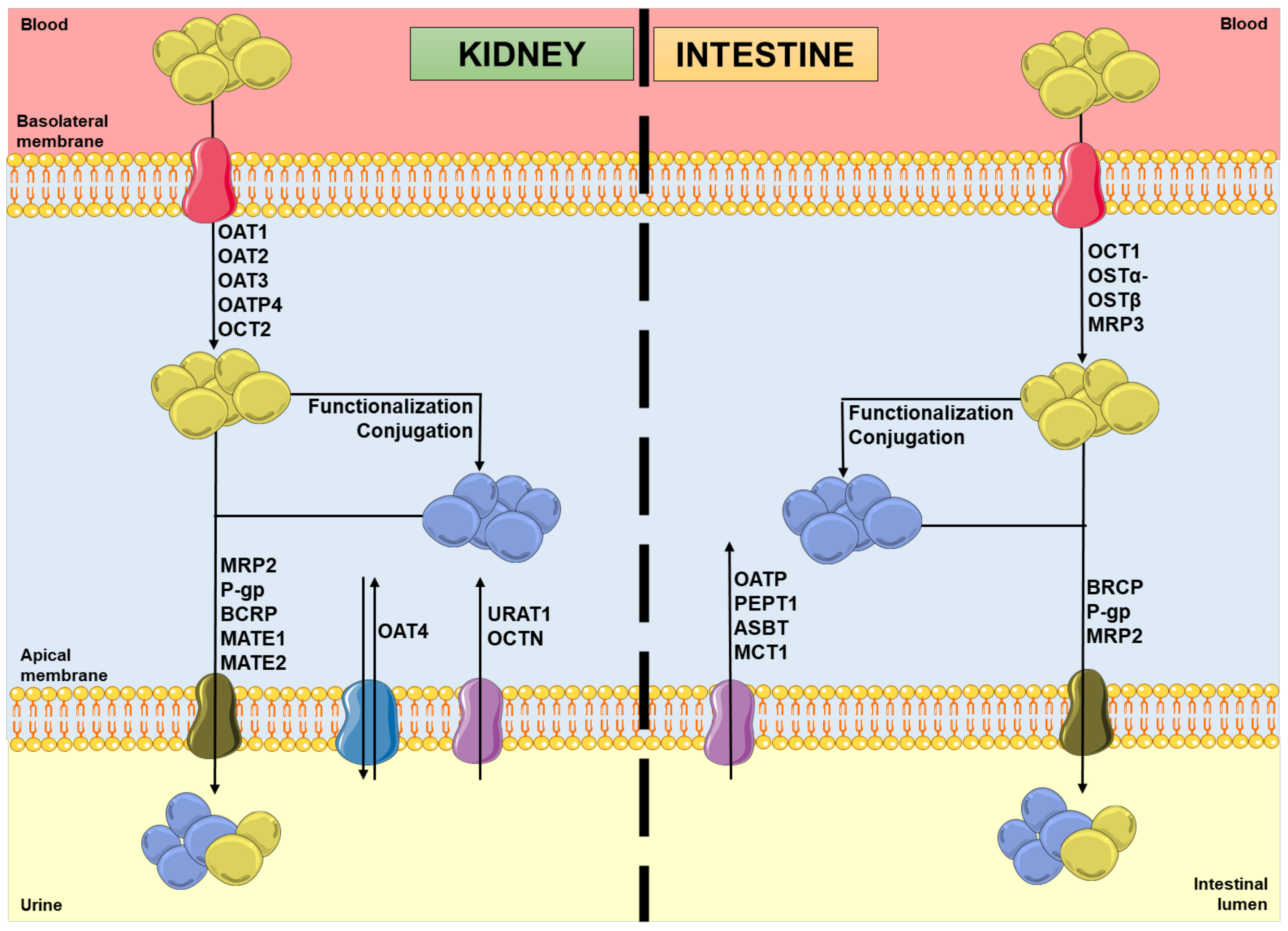 Molecules 28 07532 g001