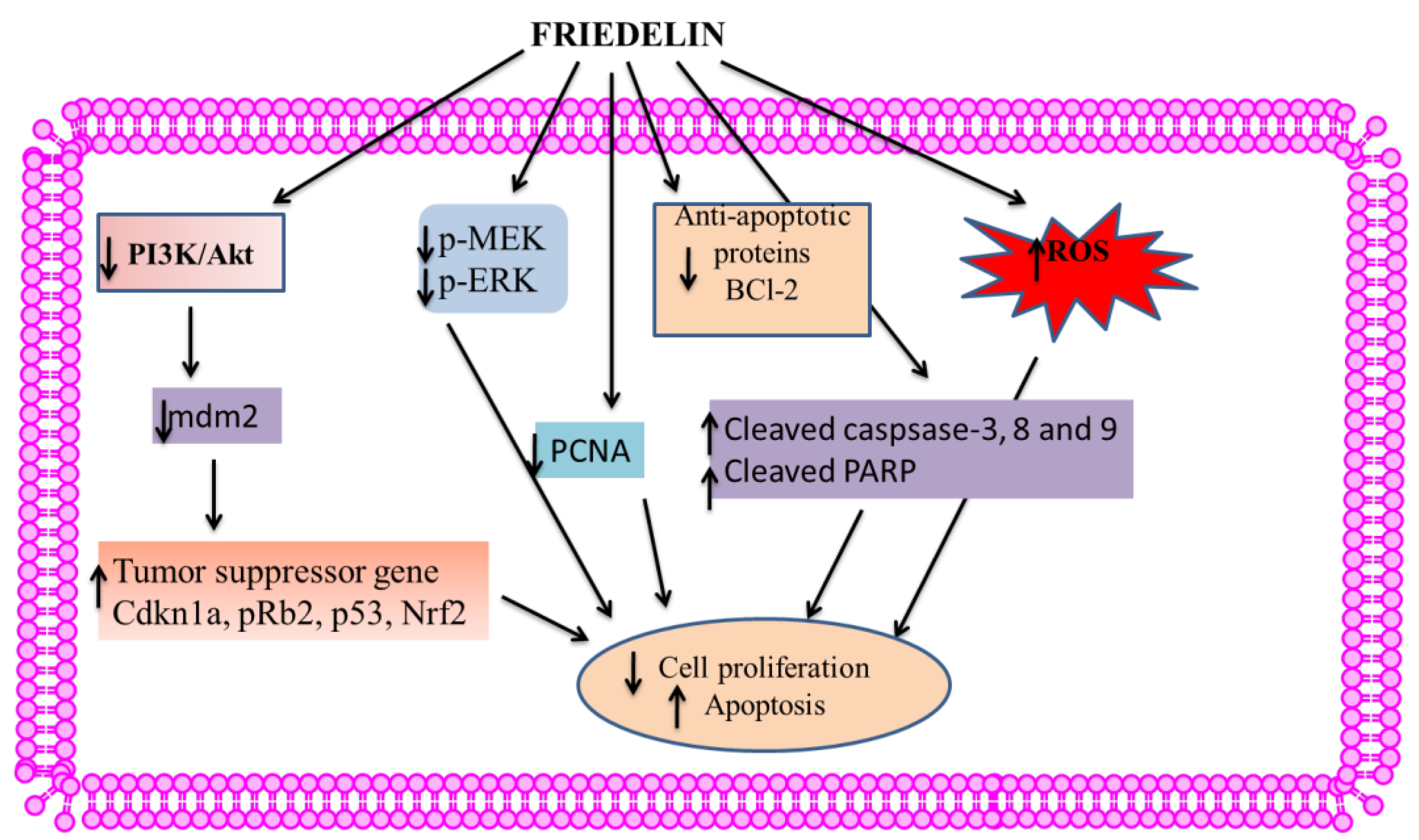 Molecules 28 07760 g007
