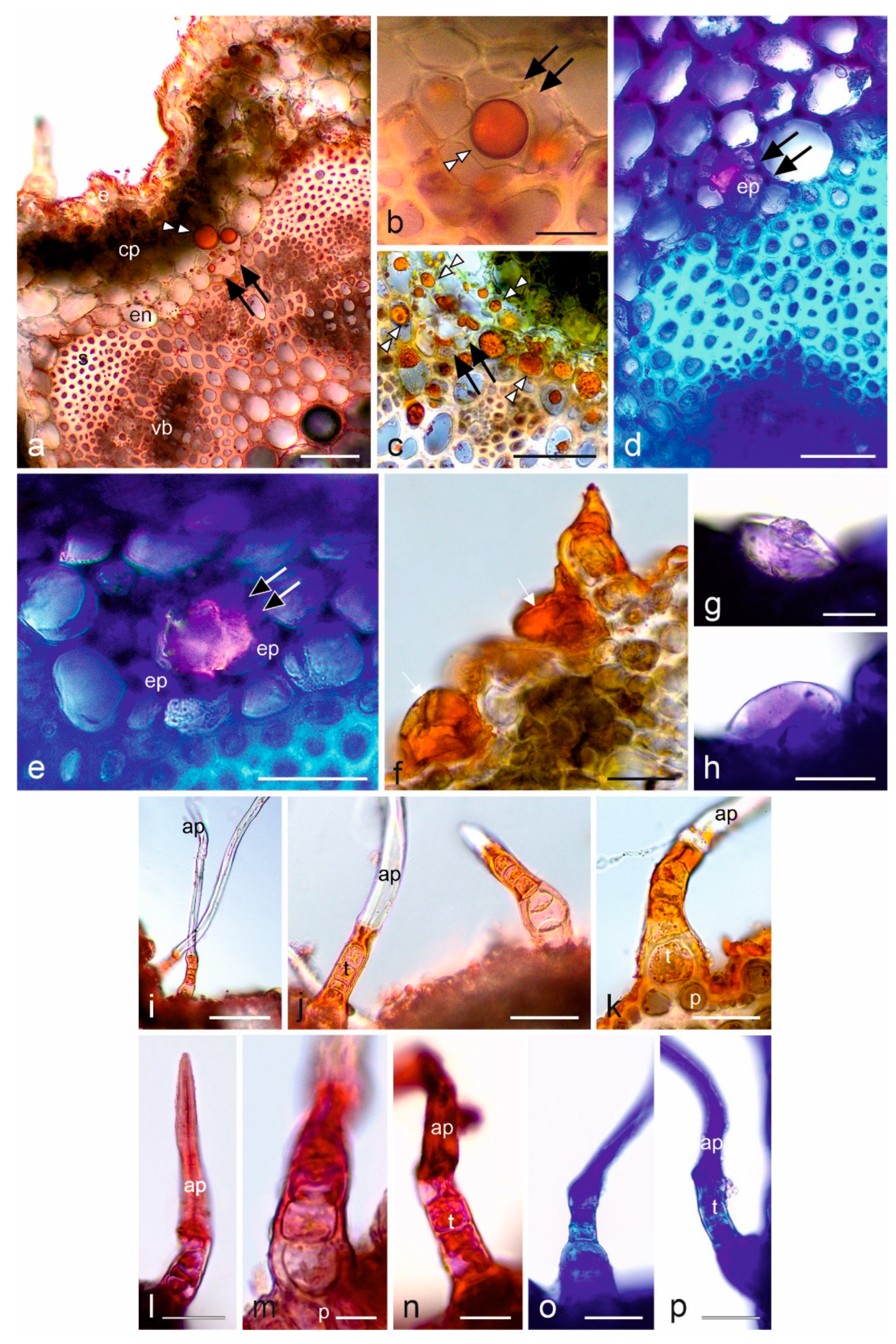 Molecules 28 07791 g004 Molecules 28 07791 g004