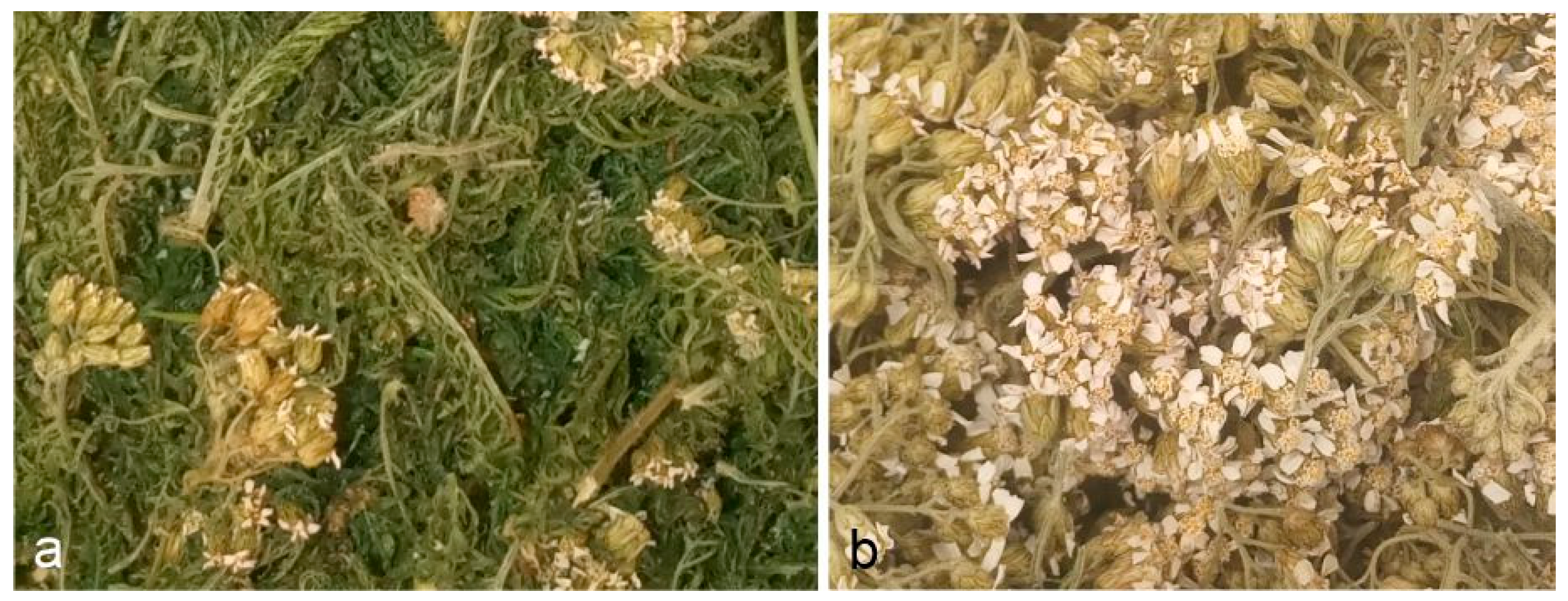 Molecules 28 07791 g008 Molecules 28 07791 g008