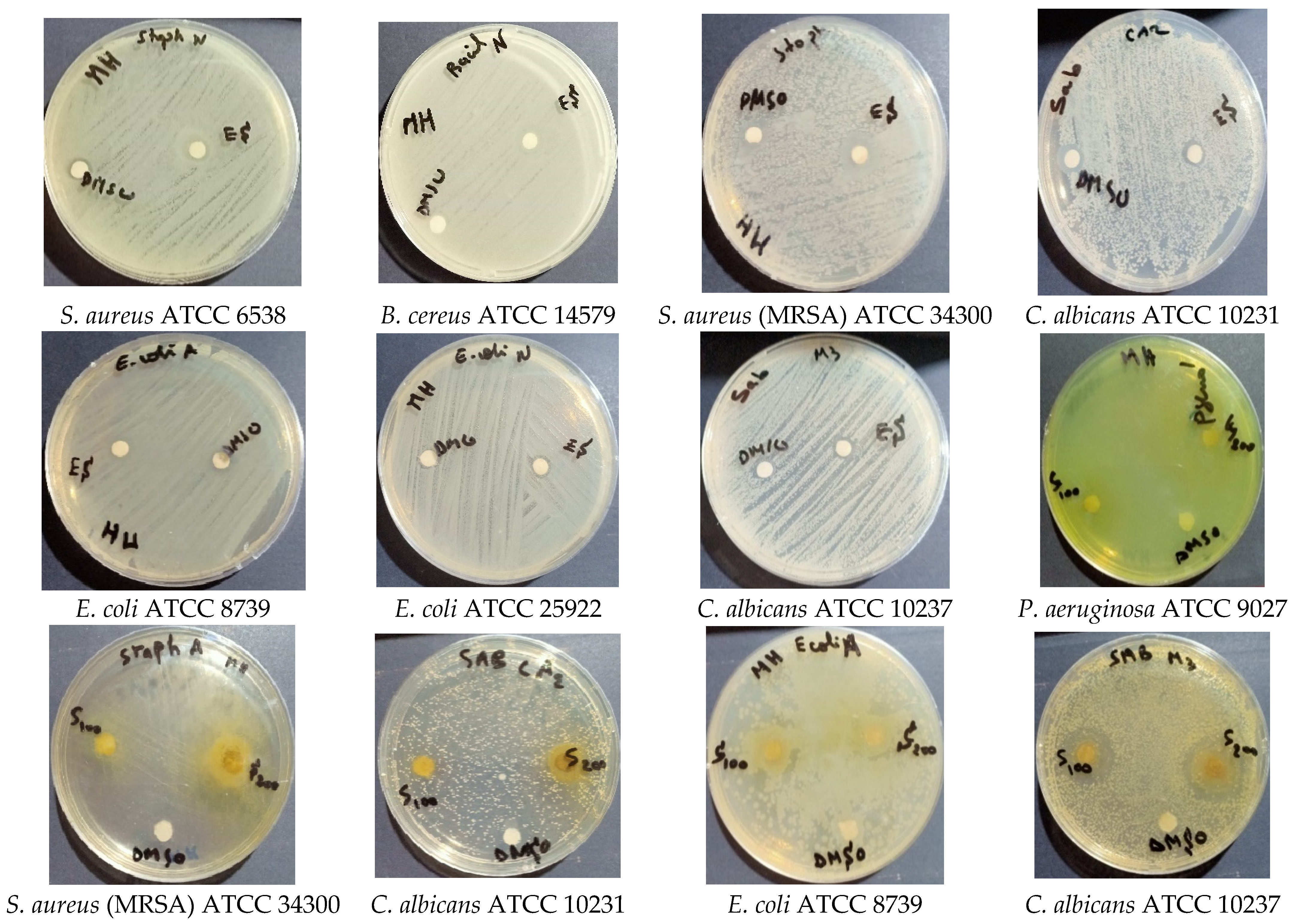 Molecules 28 07801 g004