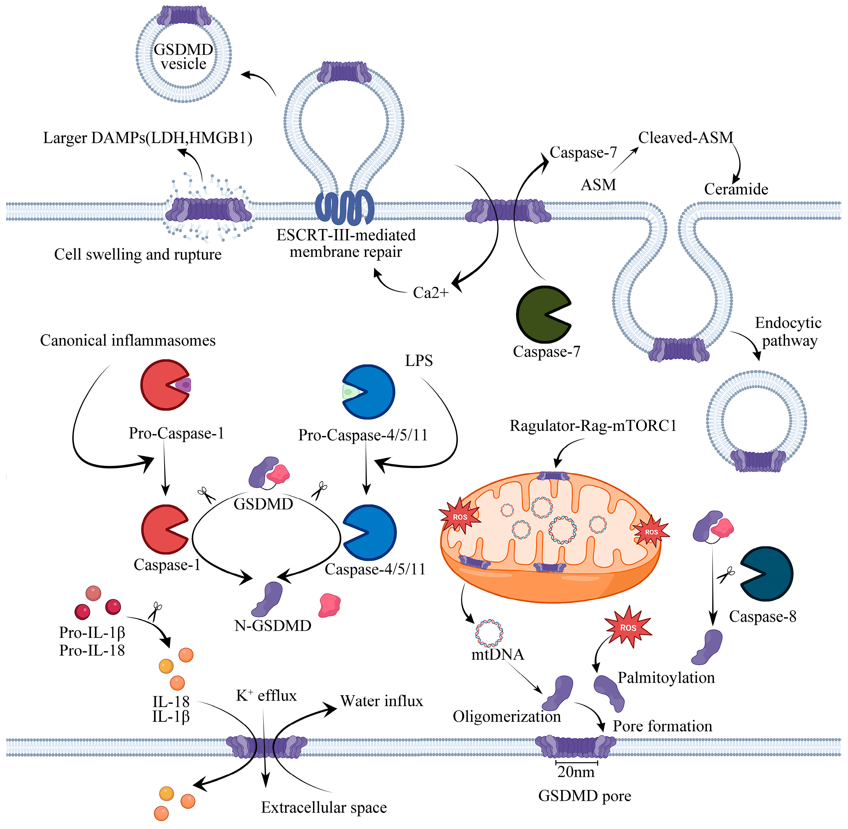 Gasdermin D-Mediated Pyroptosis in Diabetic Cardiomyopathy: Molecular ...
