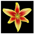 Molecules 28 07938 i001