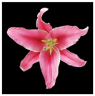 Molecules 28 07938 i002