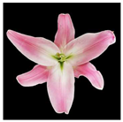 Molecules 28 07938 i003