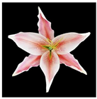 Molecules 28 07938 i004