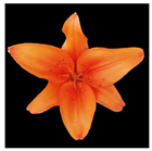 Molecules 28 07938 i006