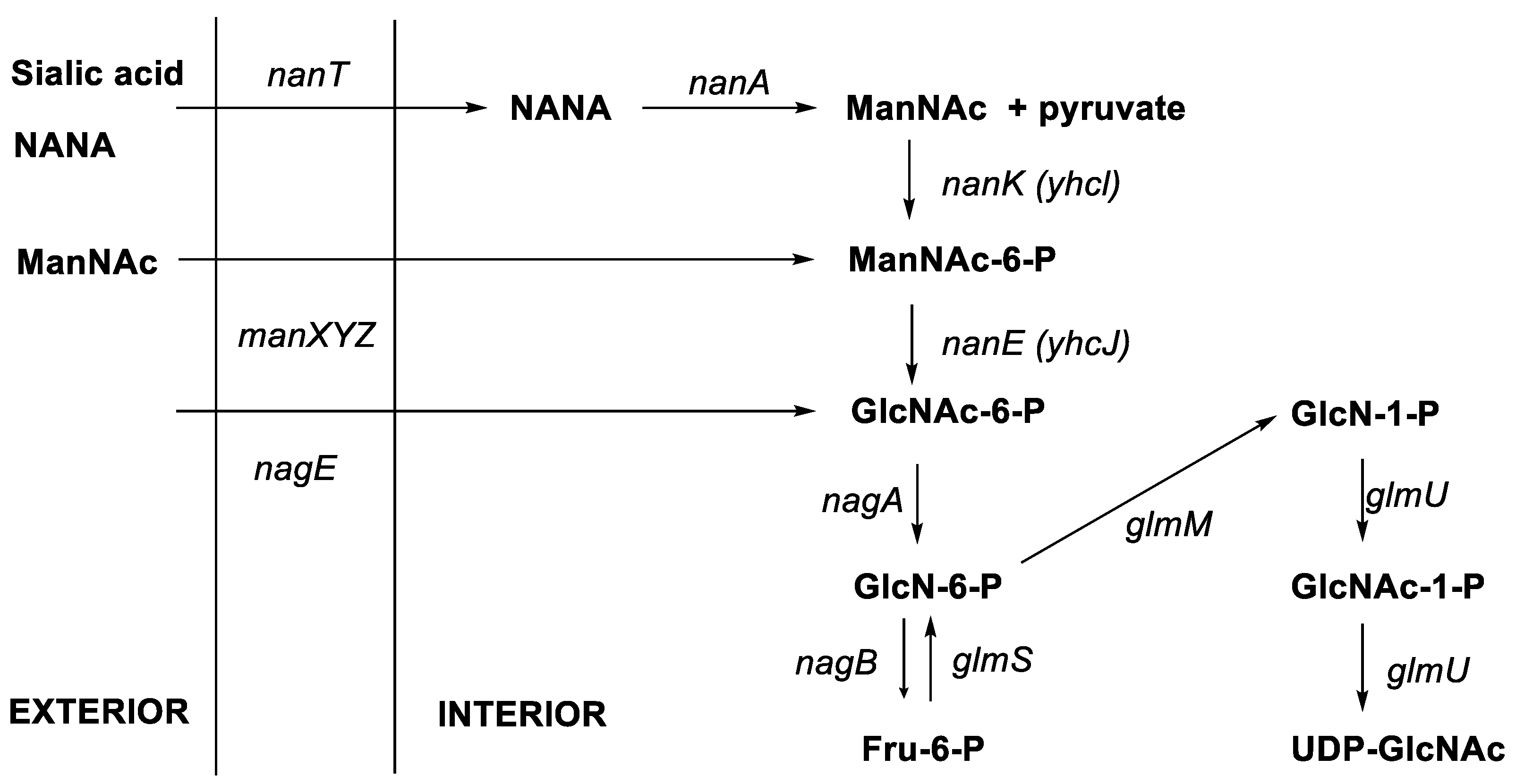 Epimerisation in Peptide Synthesis | MDPI