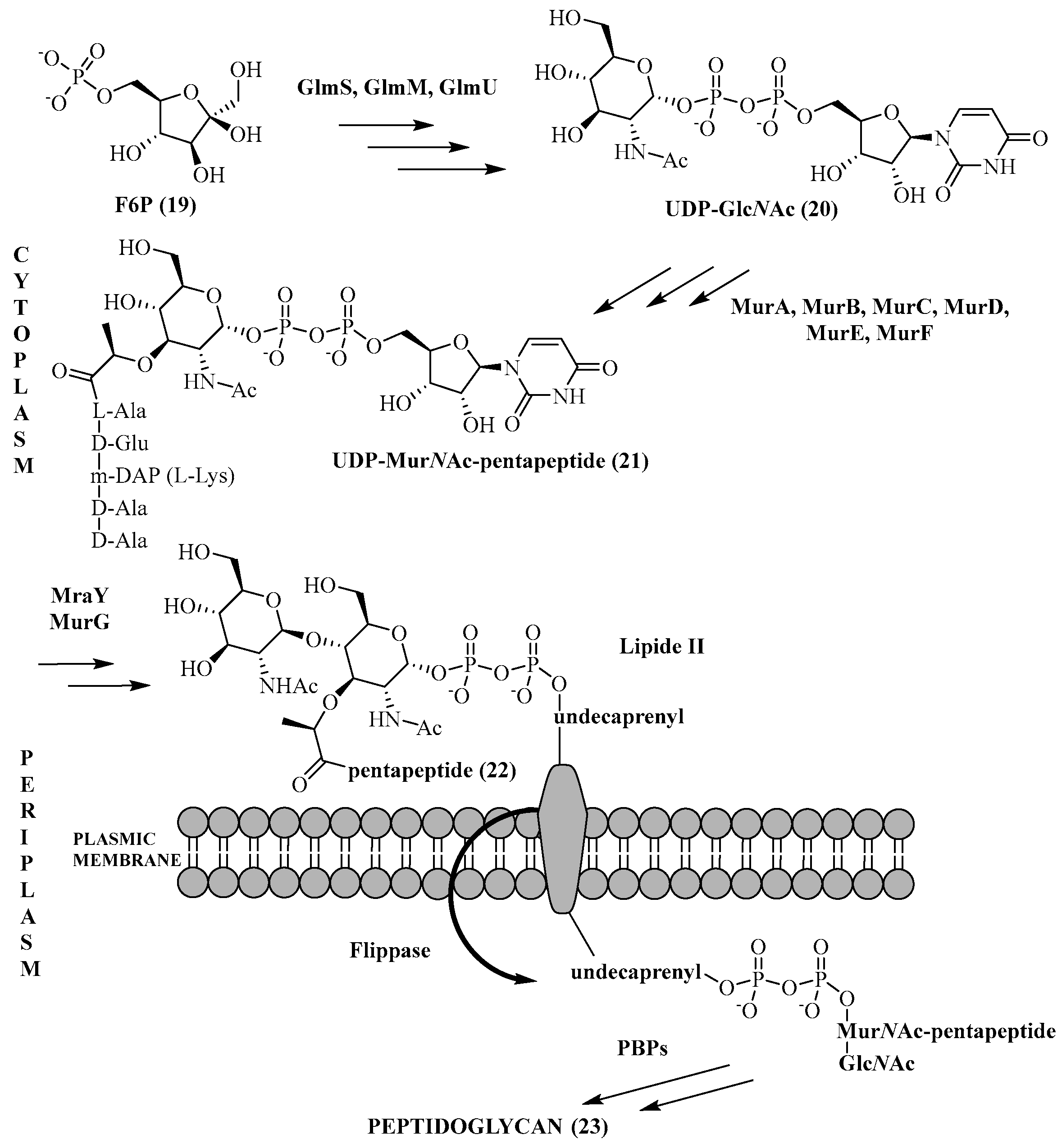 Molecules 28 08076 sch002