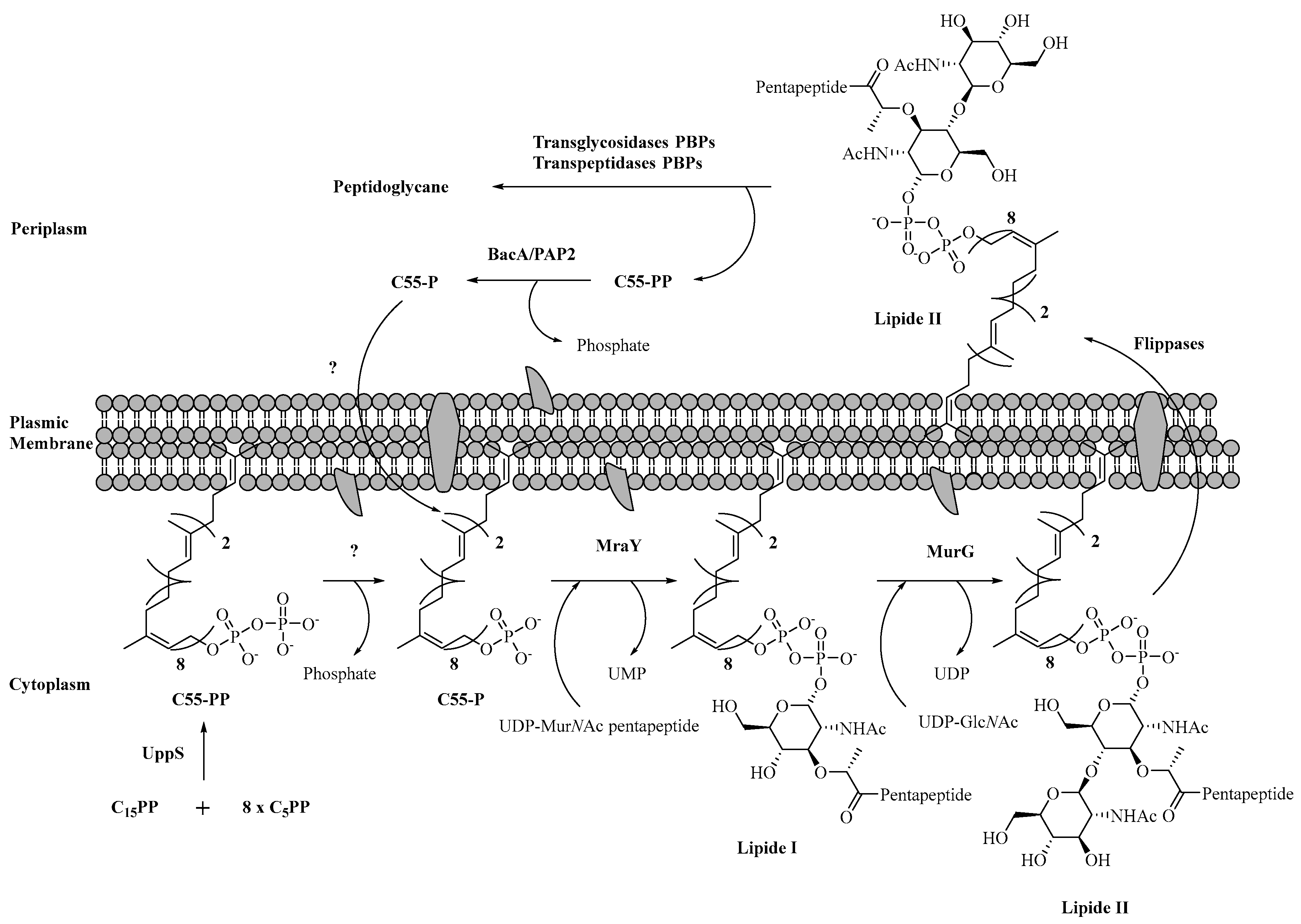 Molecules 28 08076 sch005