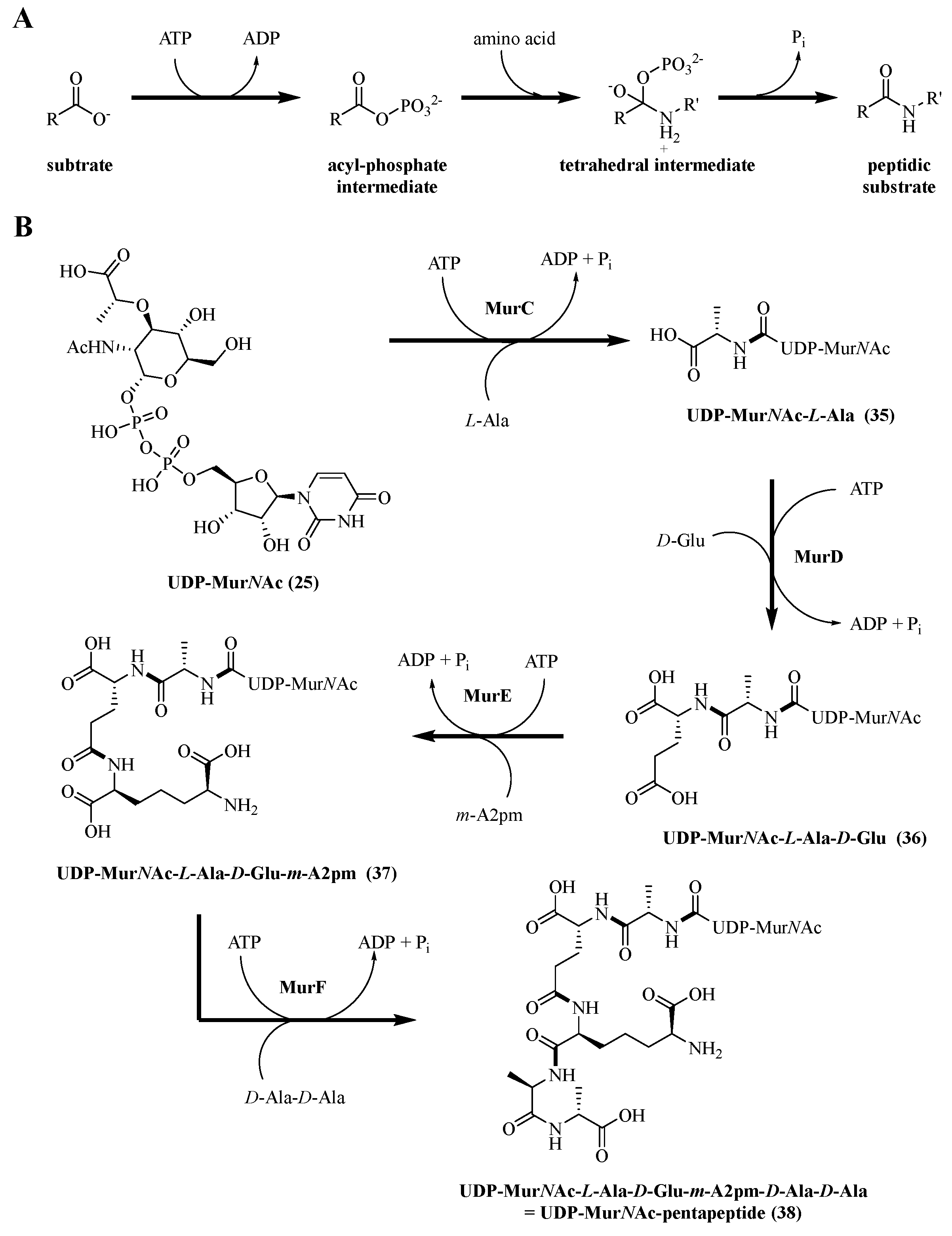 Molecules 28 08076 sch006