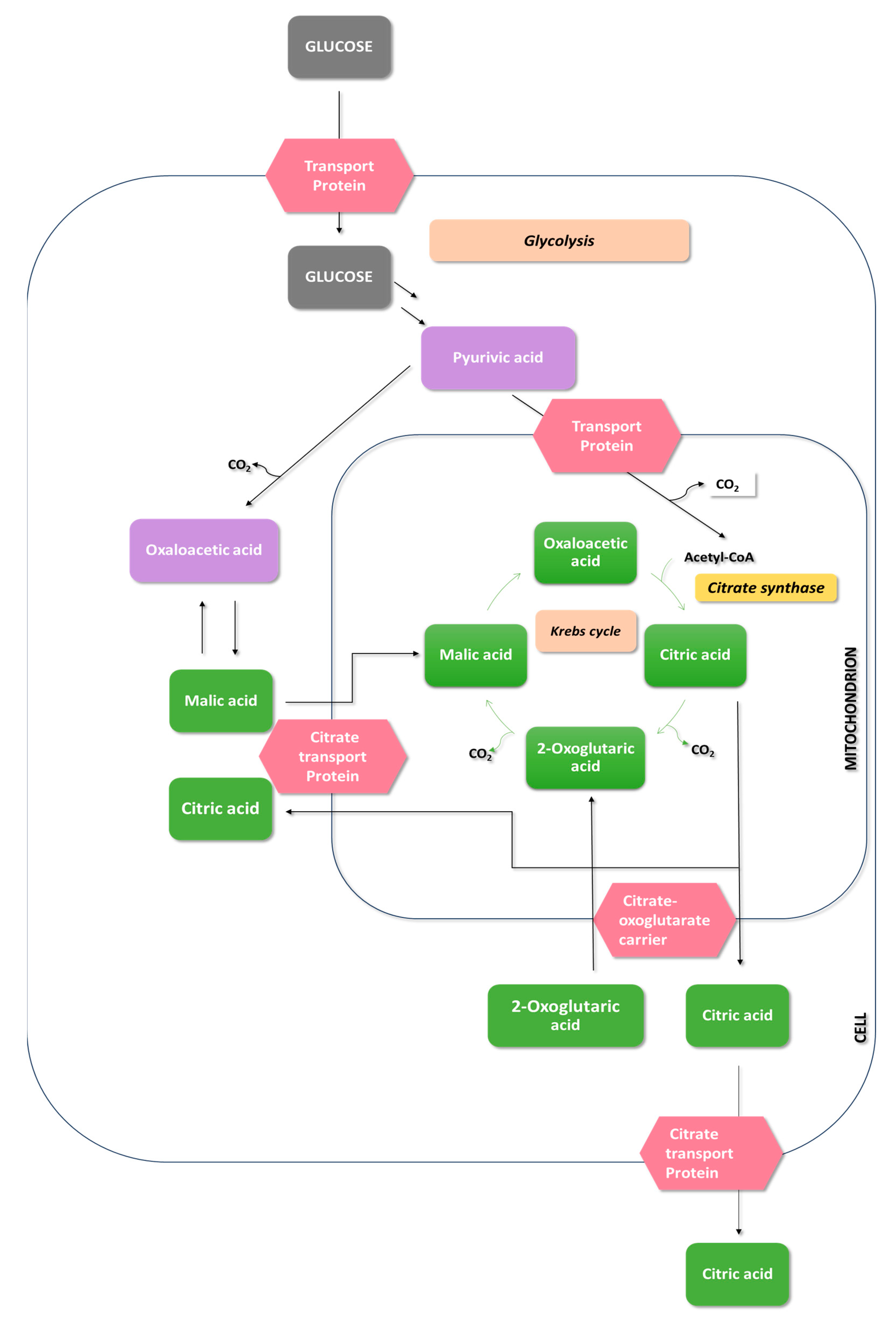 Molecules 29 00022 g004
