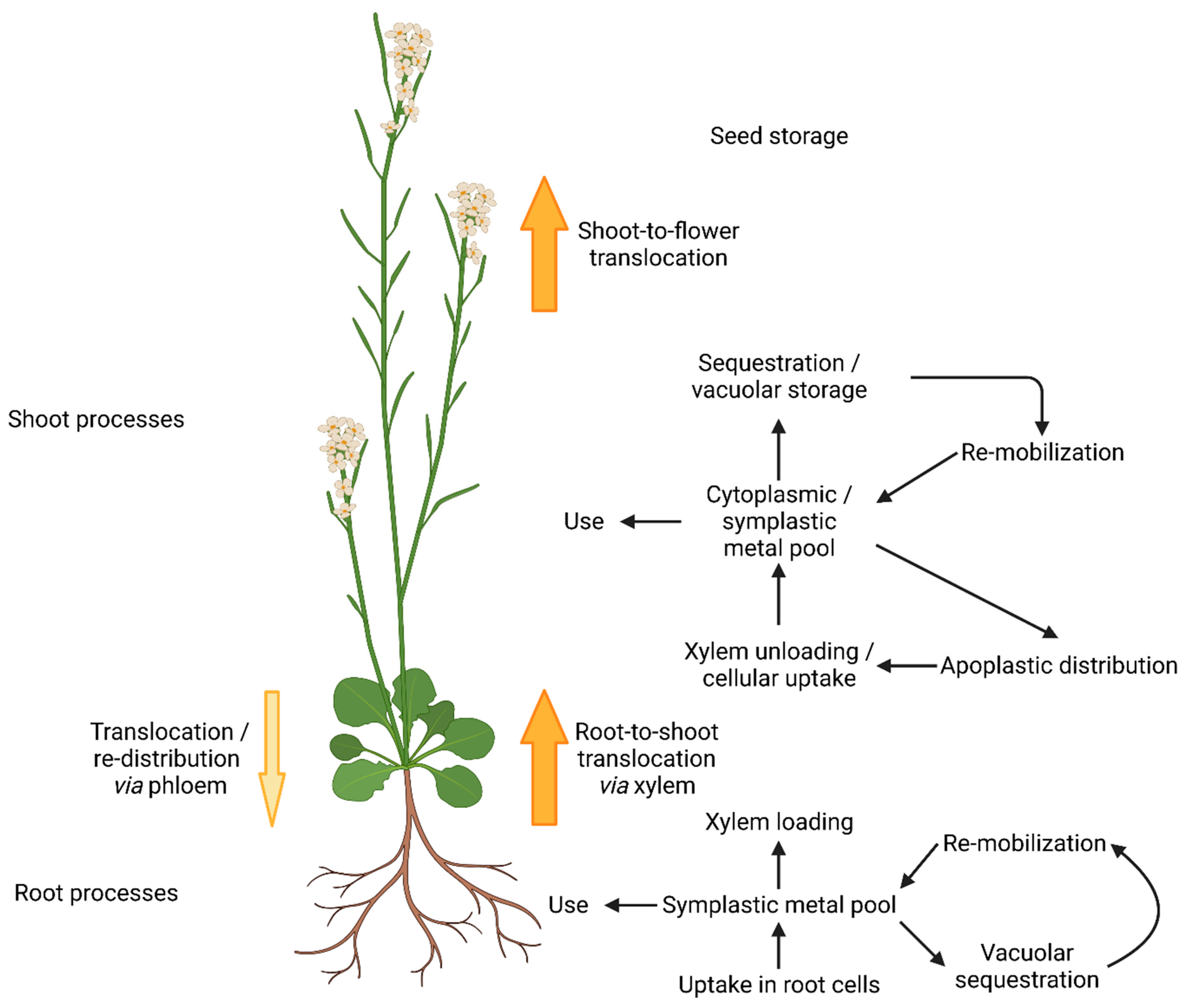 Molecules 29 00040 g001