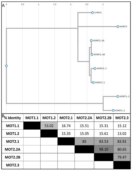 Molecules 29 00040 g003