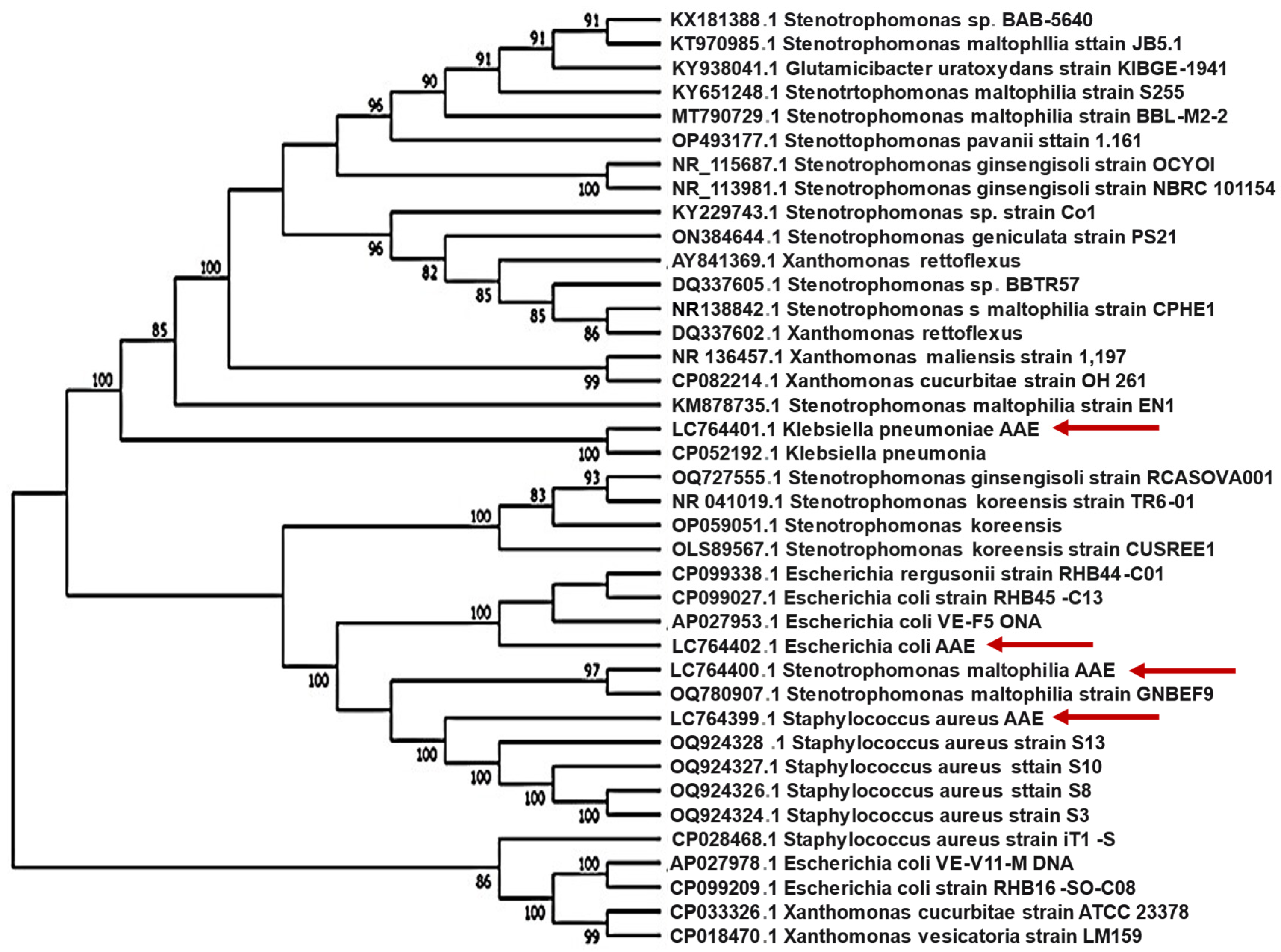 Molecules 29 00064 g001