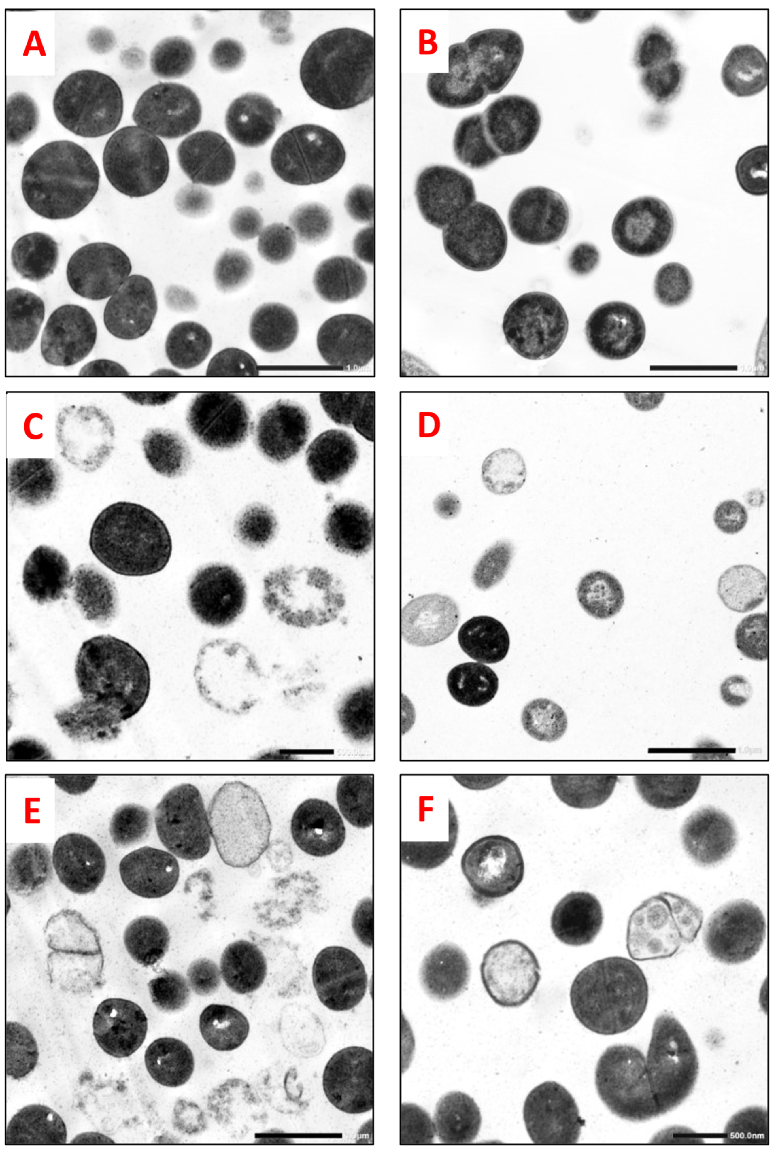 Molecules 29 00064 g002