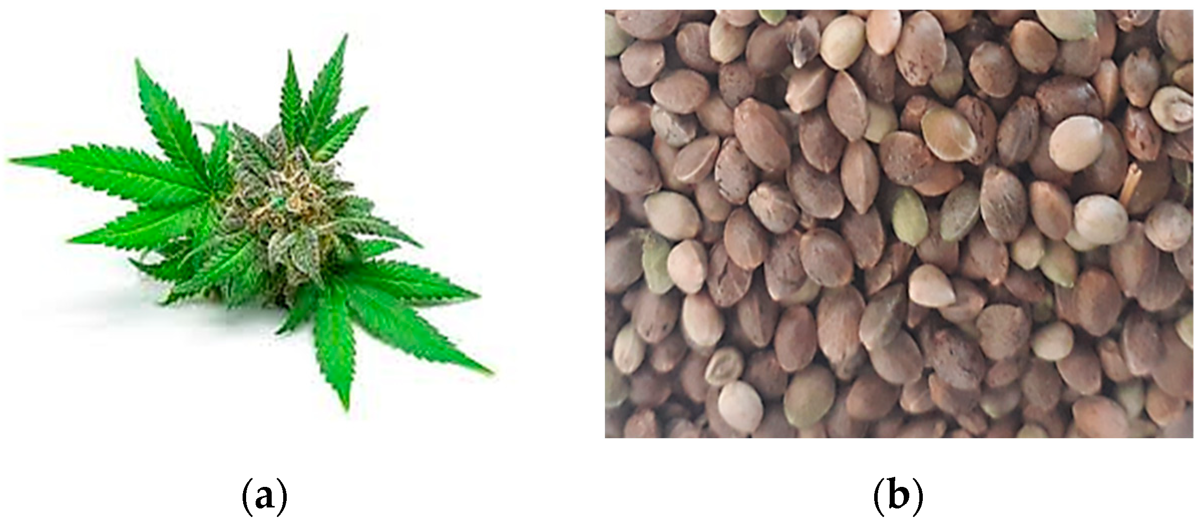 Molecules 29 00093 g001