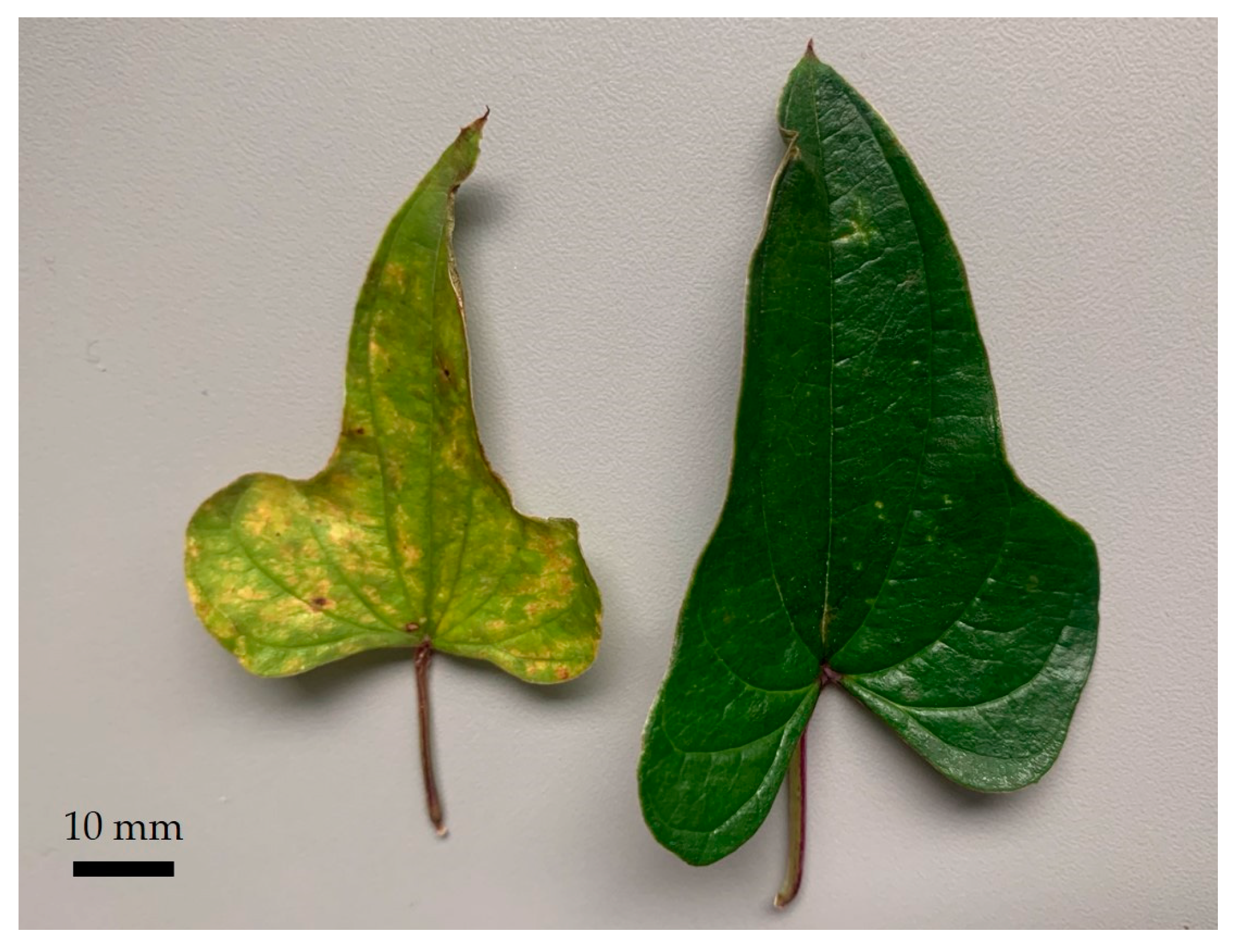 Molecules 29 00109 g001