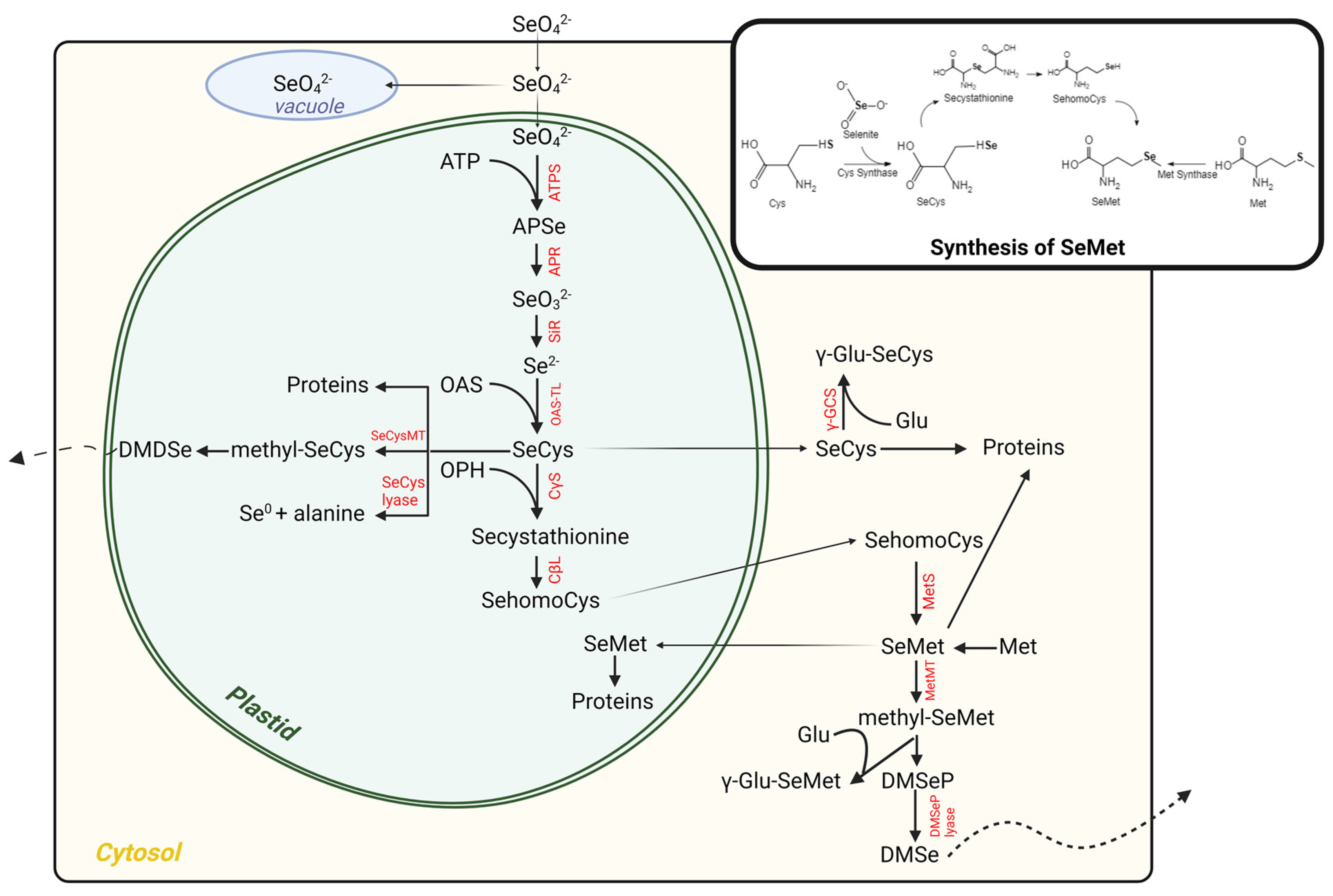Molecules 29 00136 g001