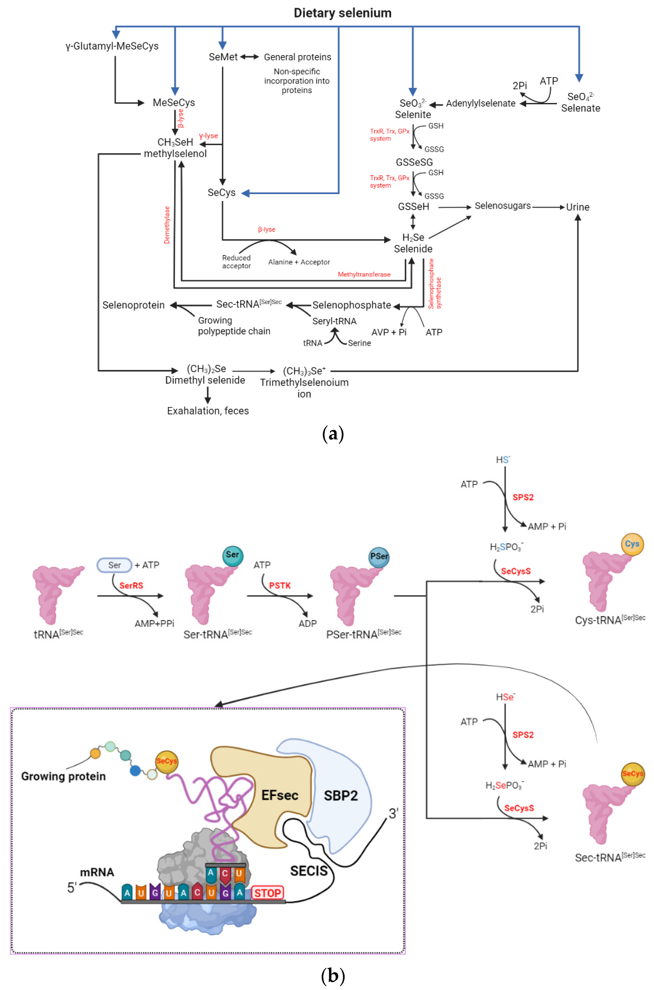 Molecules 29 00136 g002