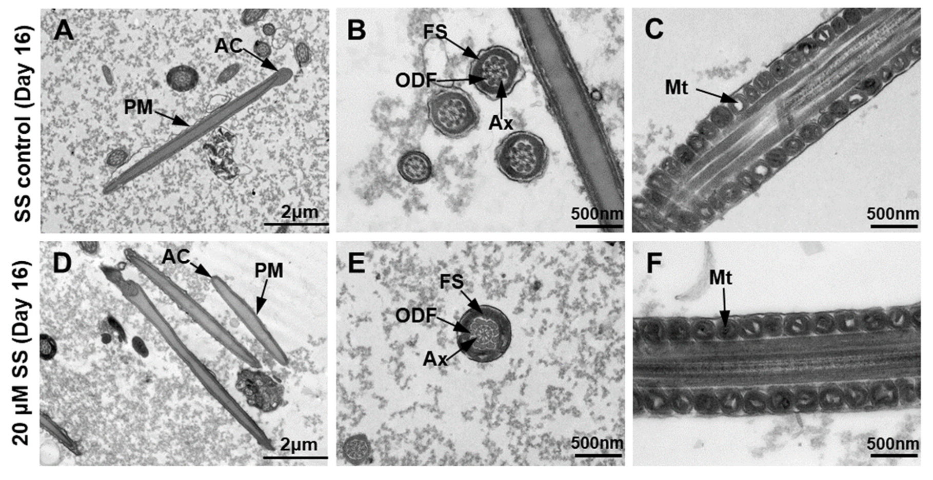 Molecules 29 00188 g006