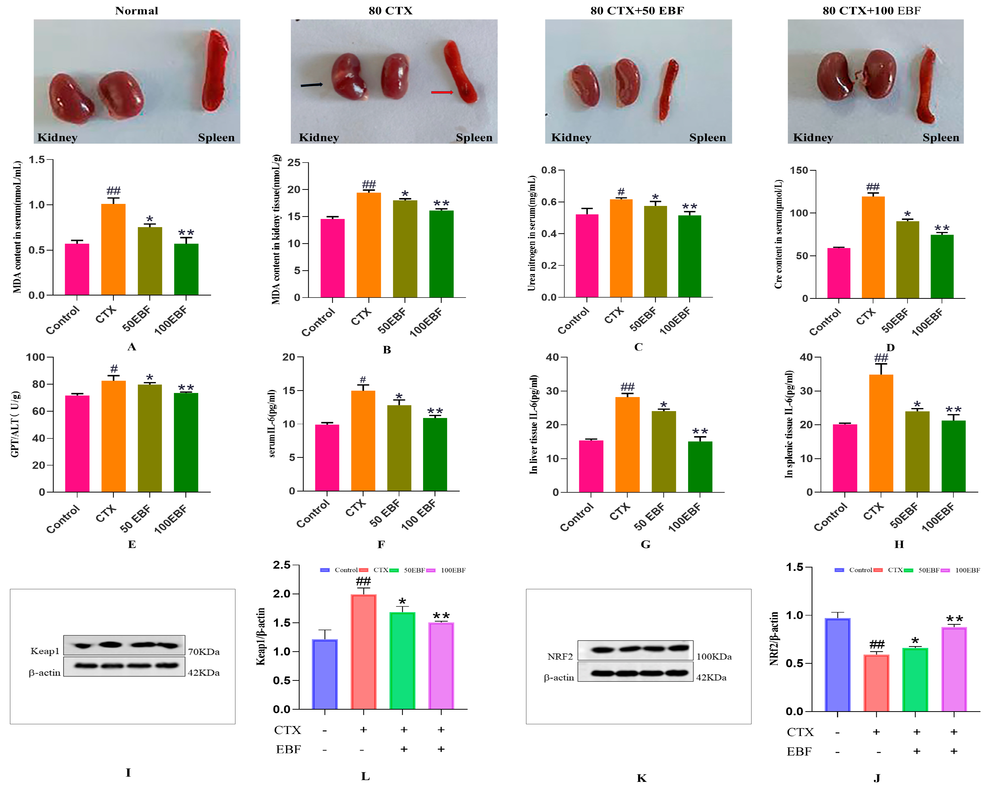 Molecules 29 00207 g004