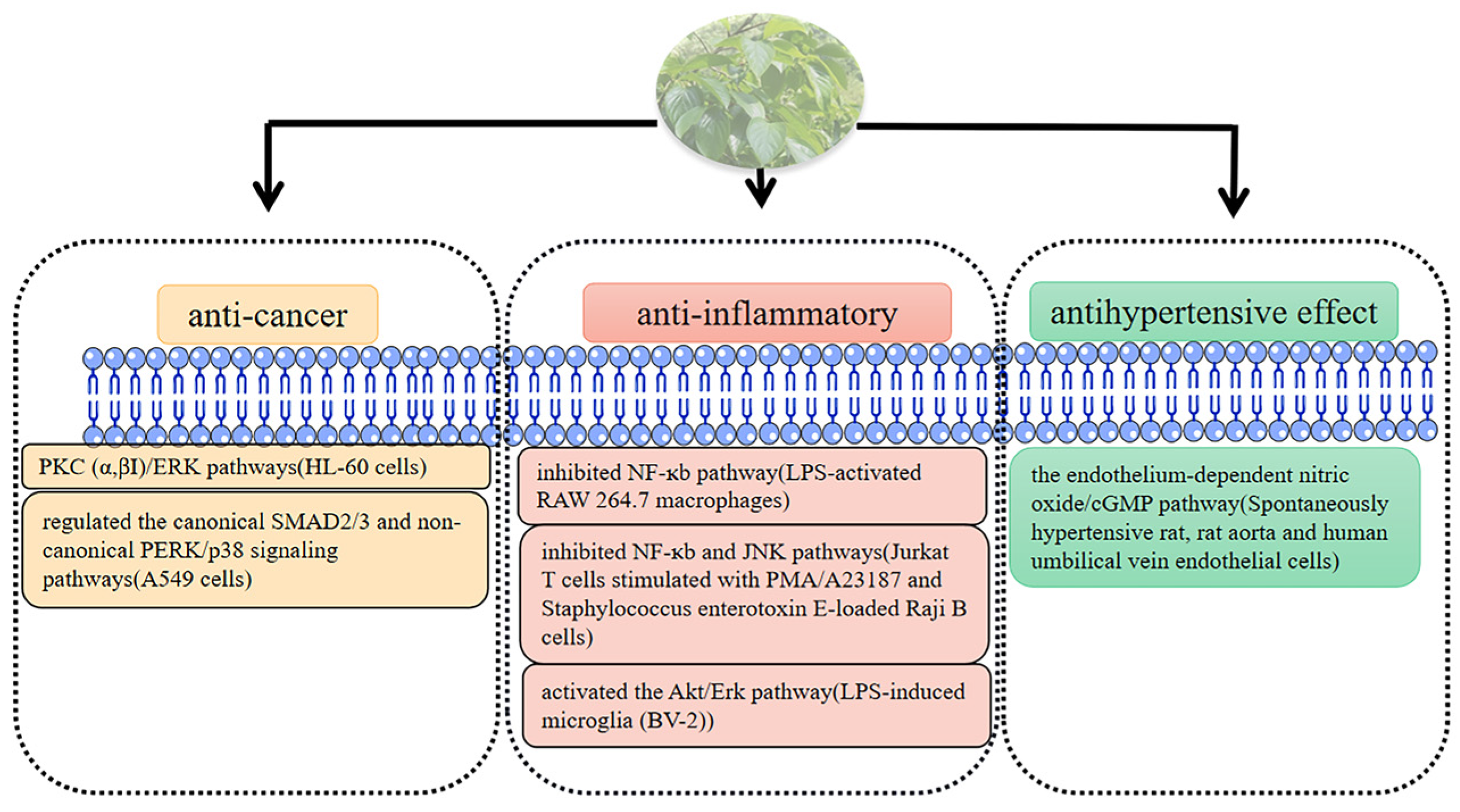 Molecules 29 00215 g009