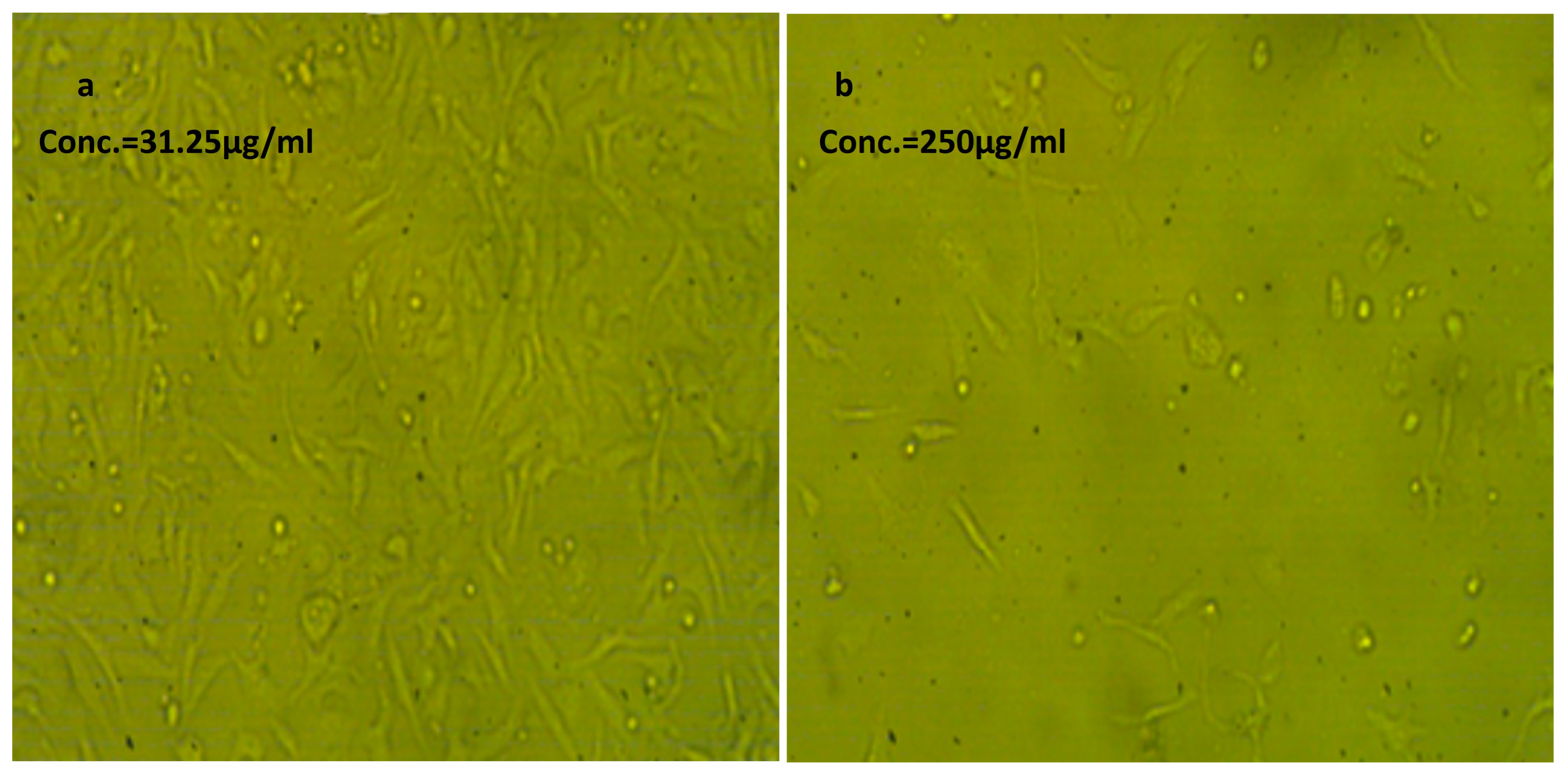 Molecules 29 00271 g006