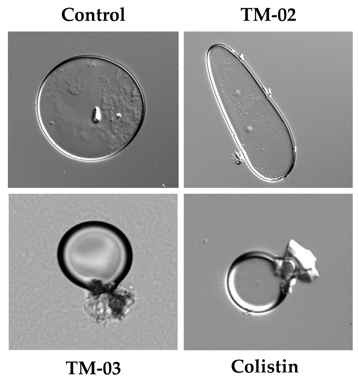 Molecules 29 00343 g007