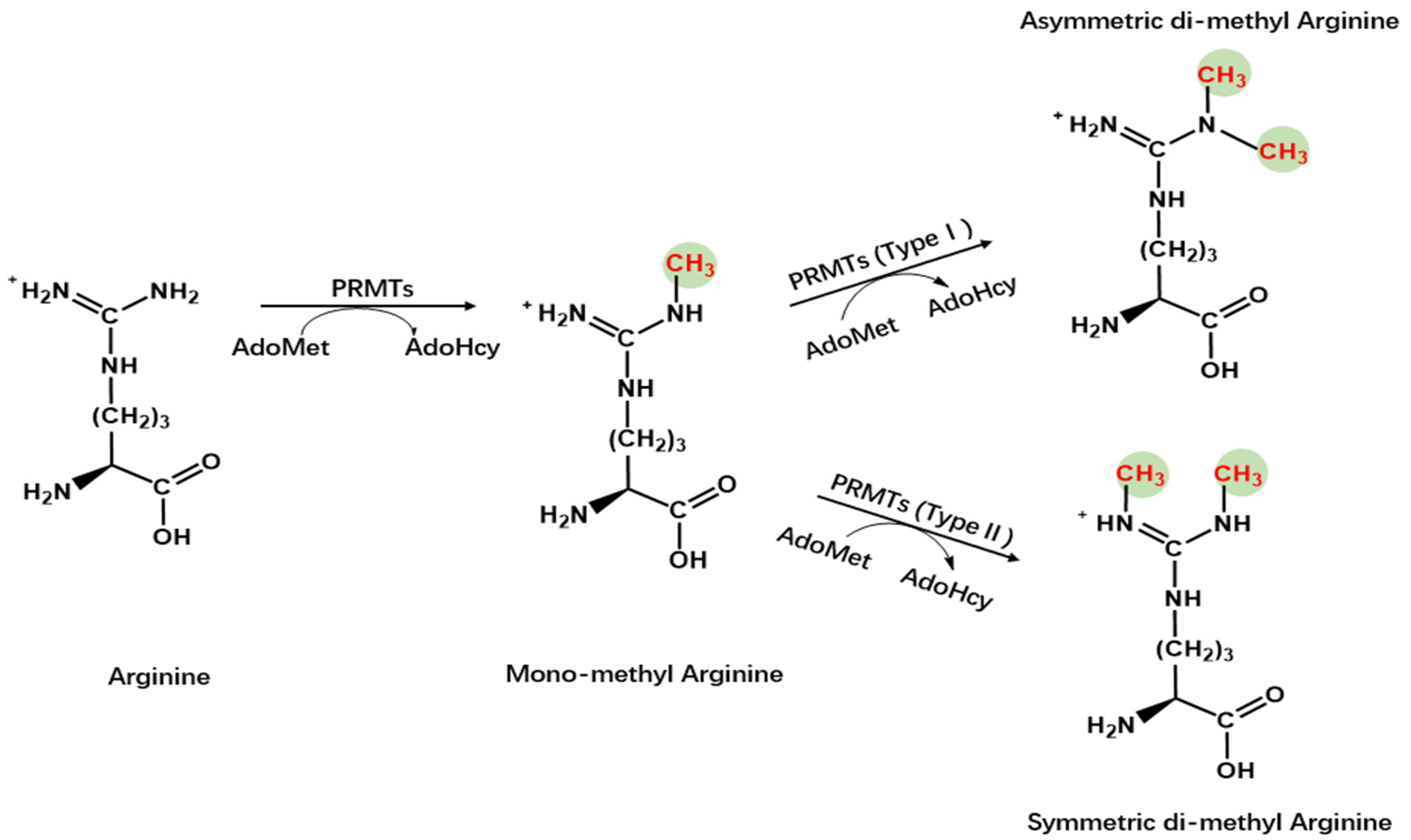 Molecules 29 00360 g001