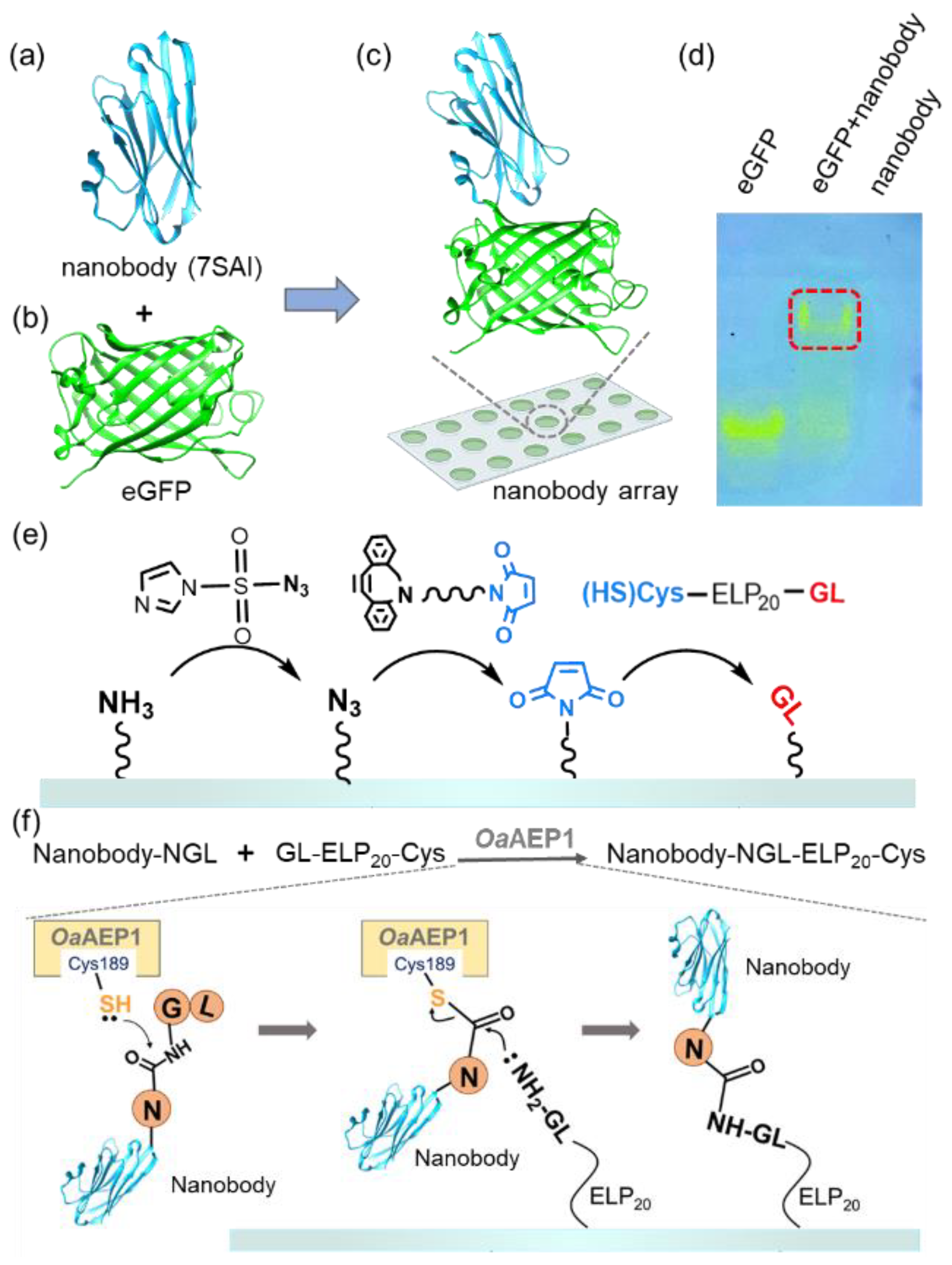 Molecules 29 00366 g001