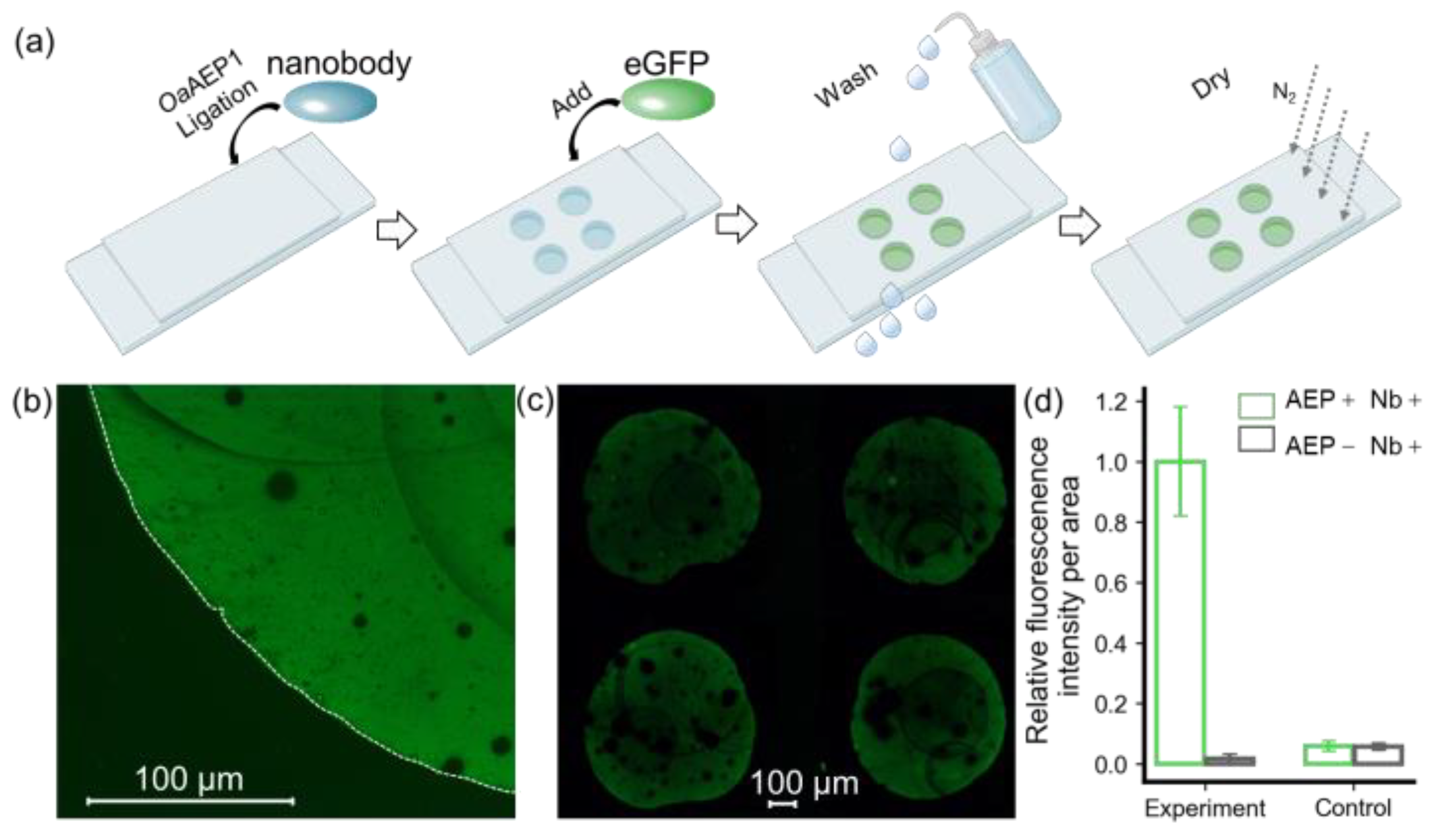 Molecules 29 00366 g002