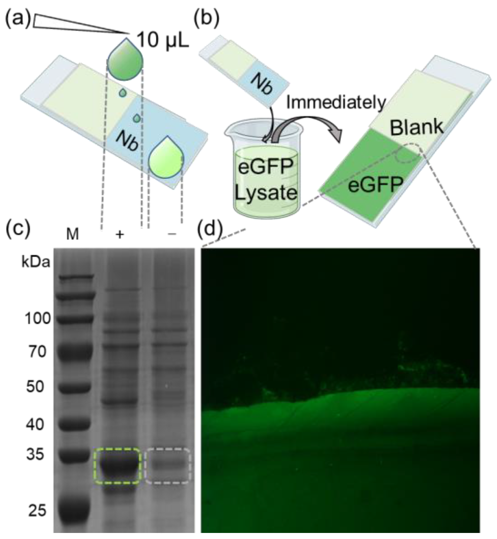 Molecules 29 00366 g003
