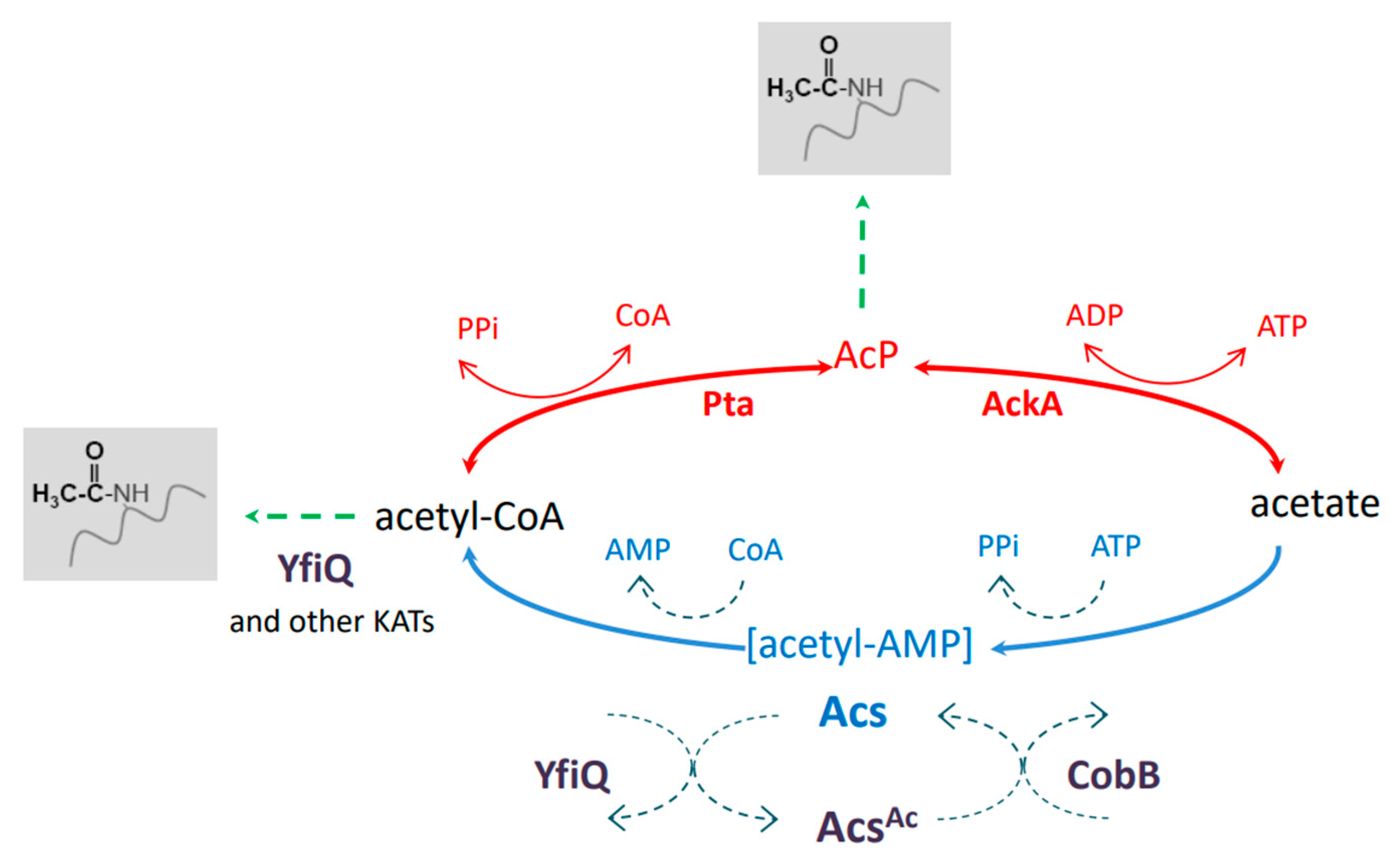 Molecules 29 00383 g001