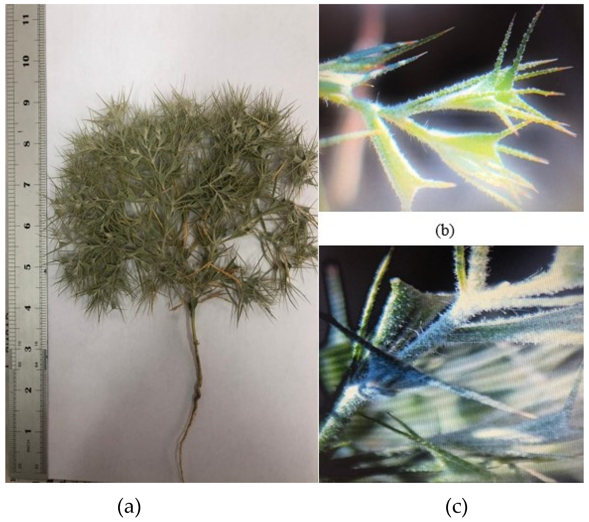 Molecules 29 00384 g003