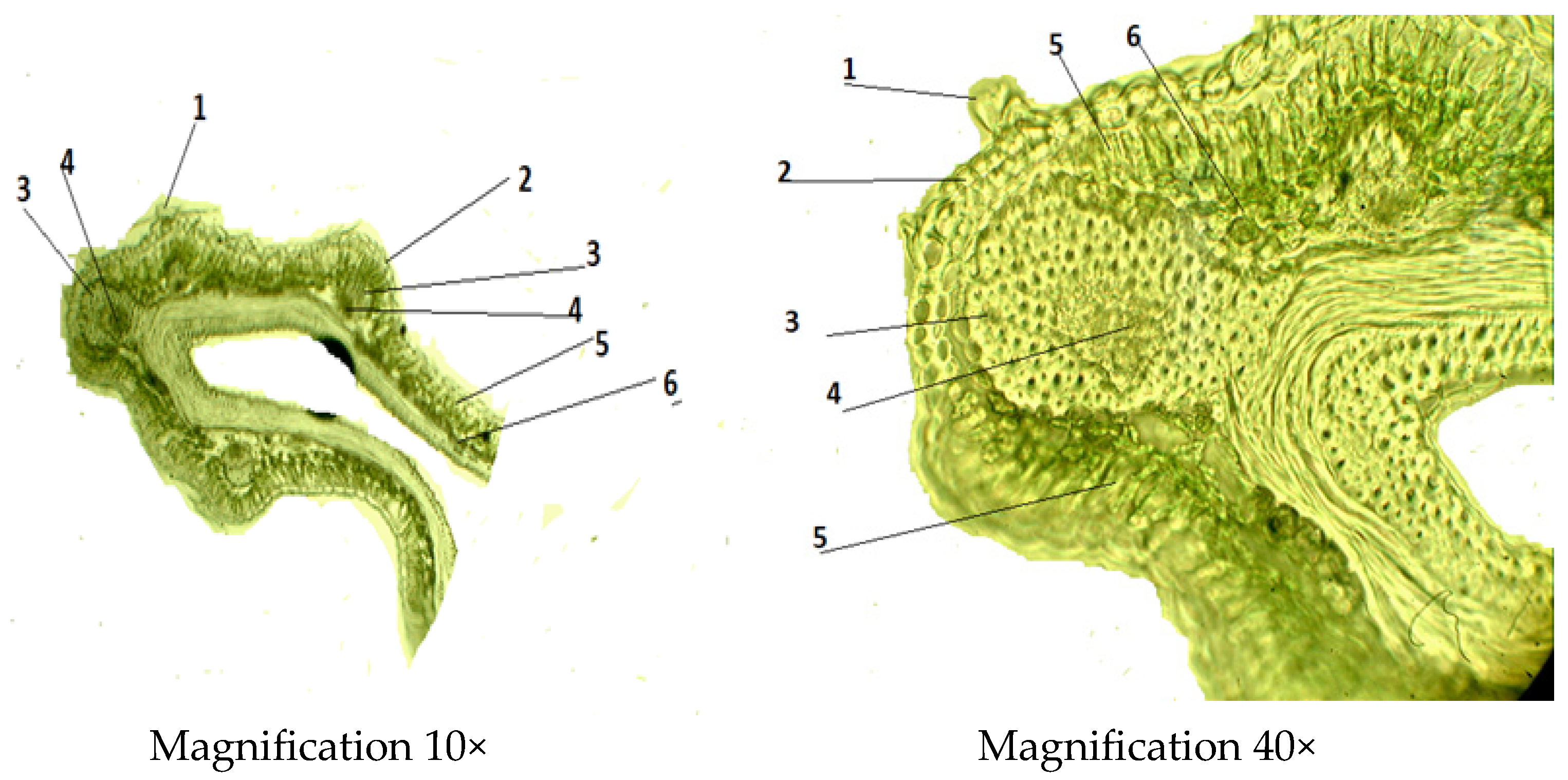 Molecules 29 00384 g004
