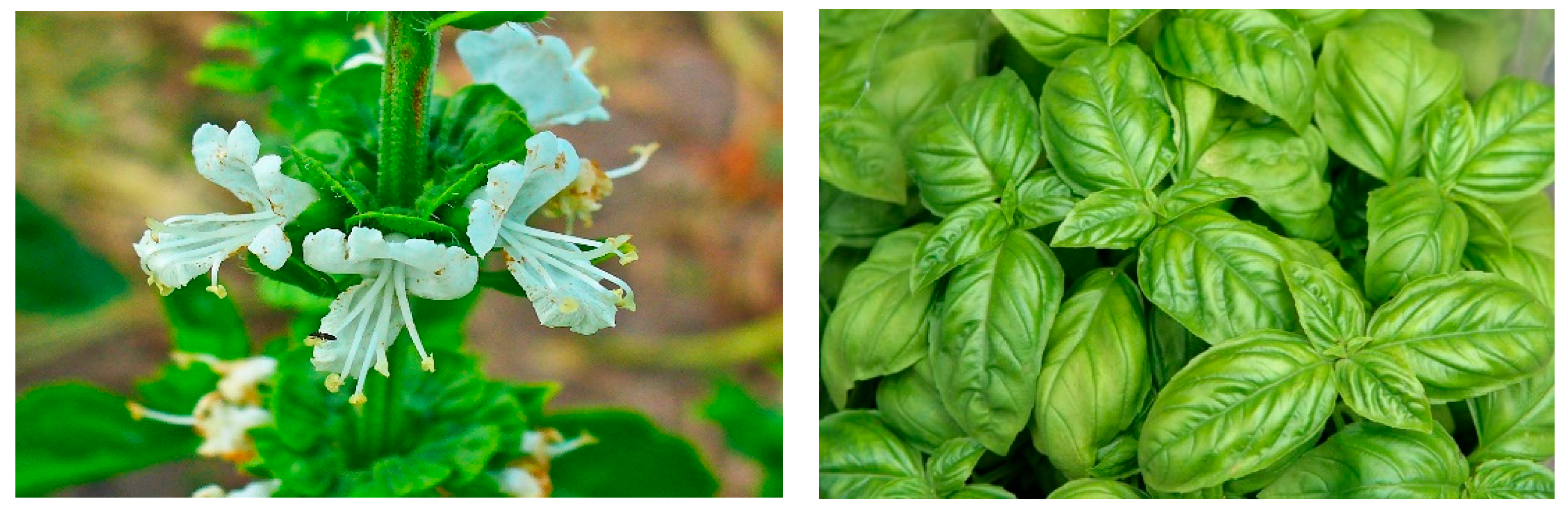 Molecules 29 00388 g001