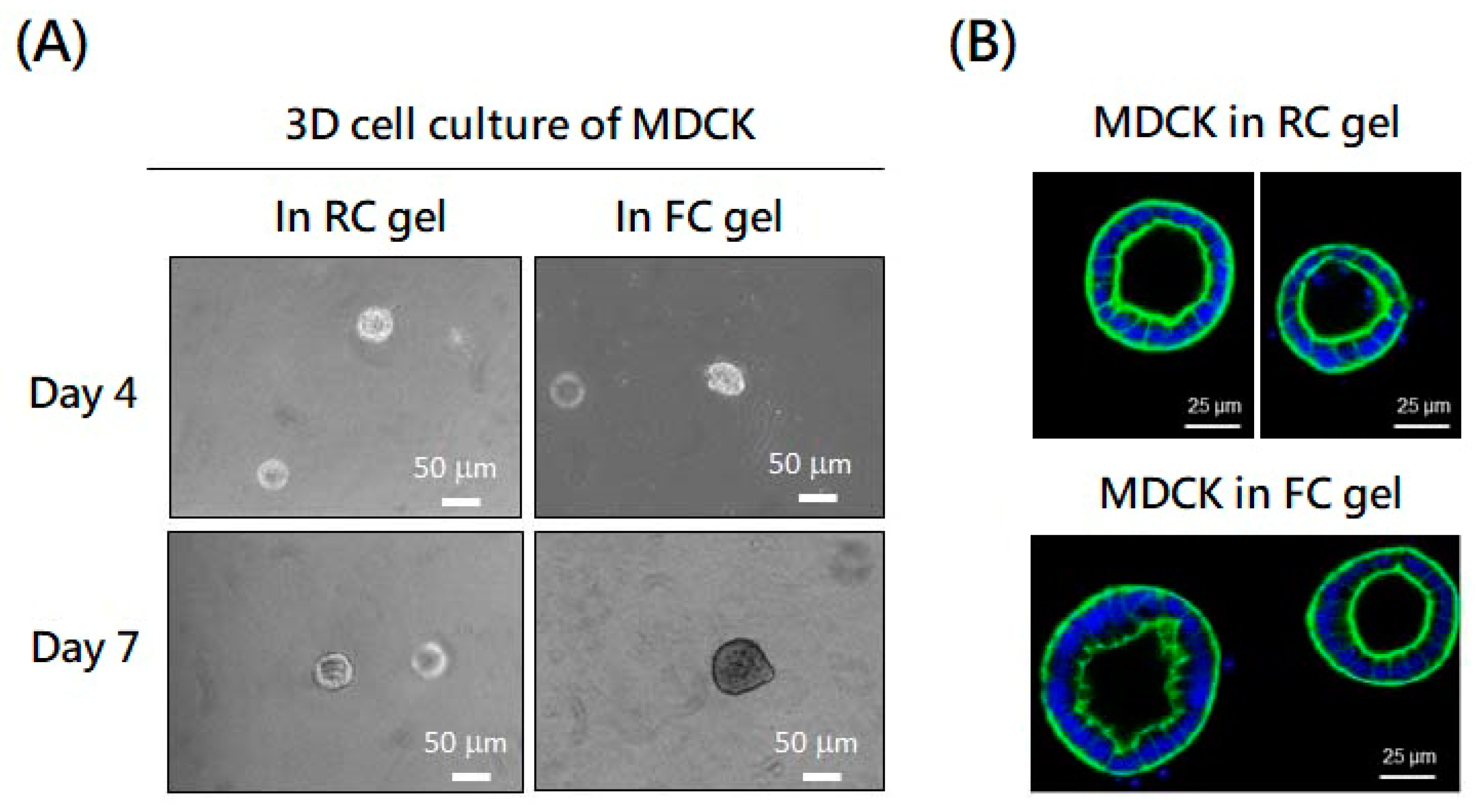 Molecules 29 00402 g003