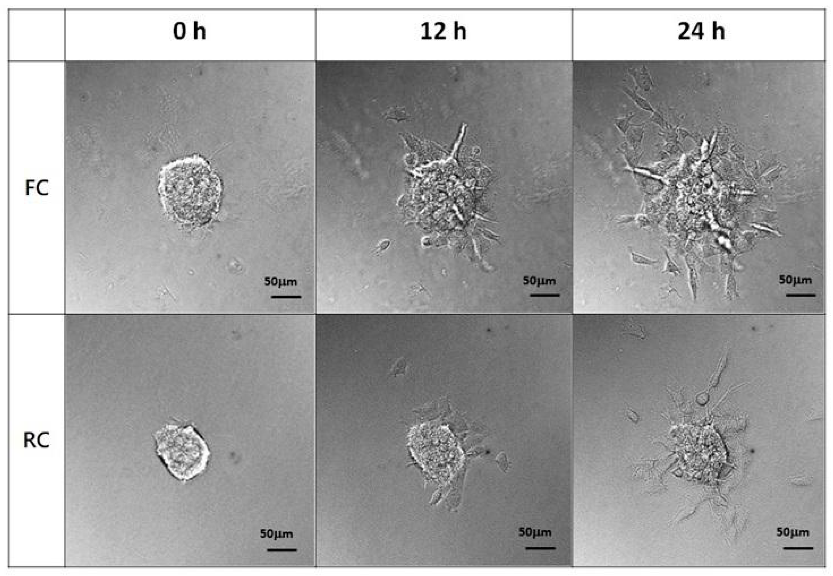Molecules 29 00402 g005