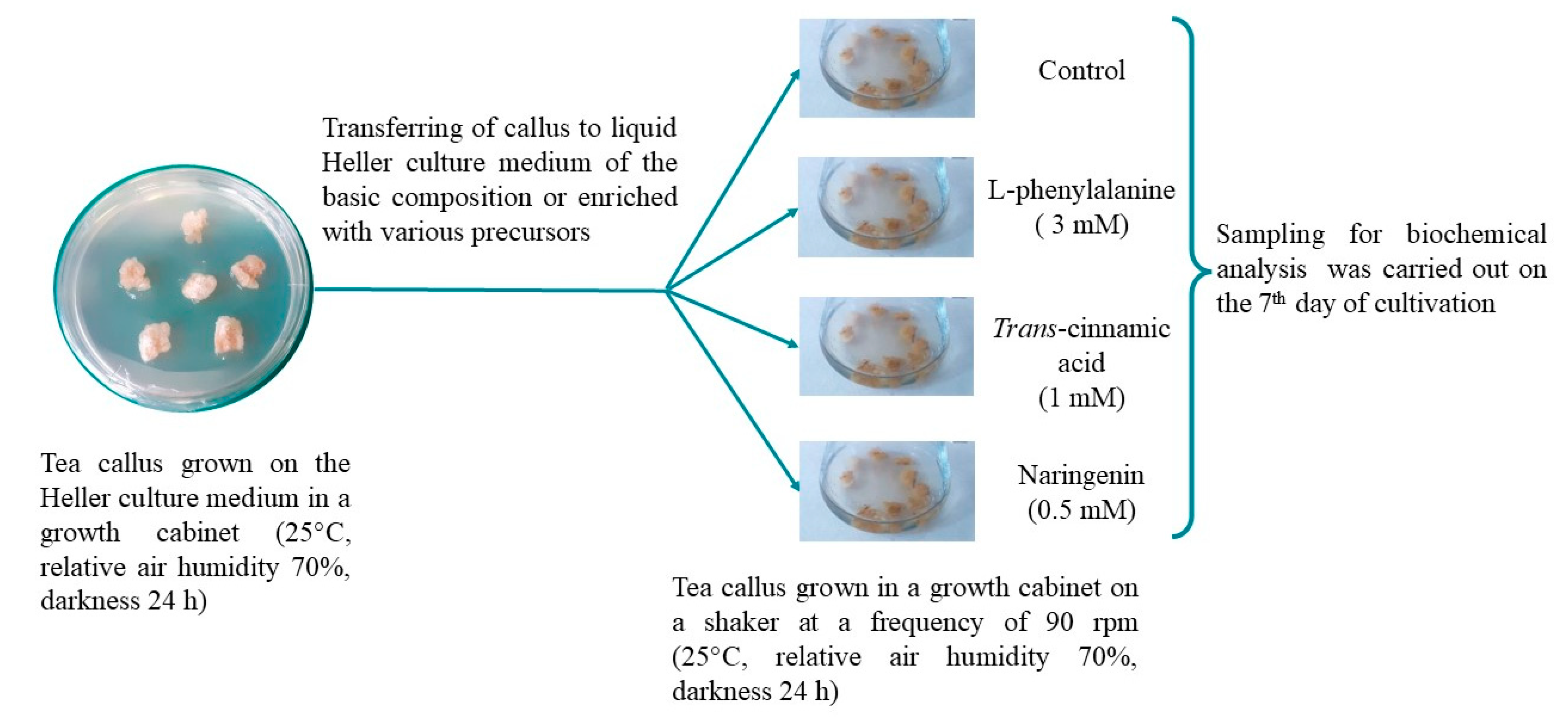 Molecules 29 00474 g007
