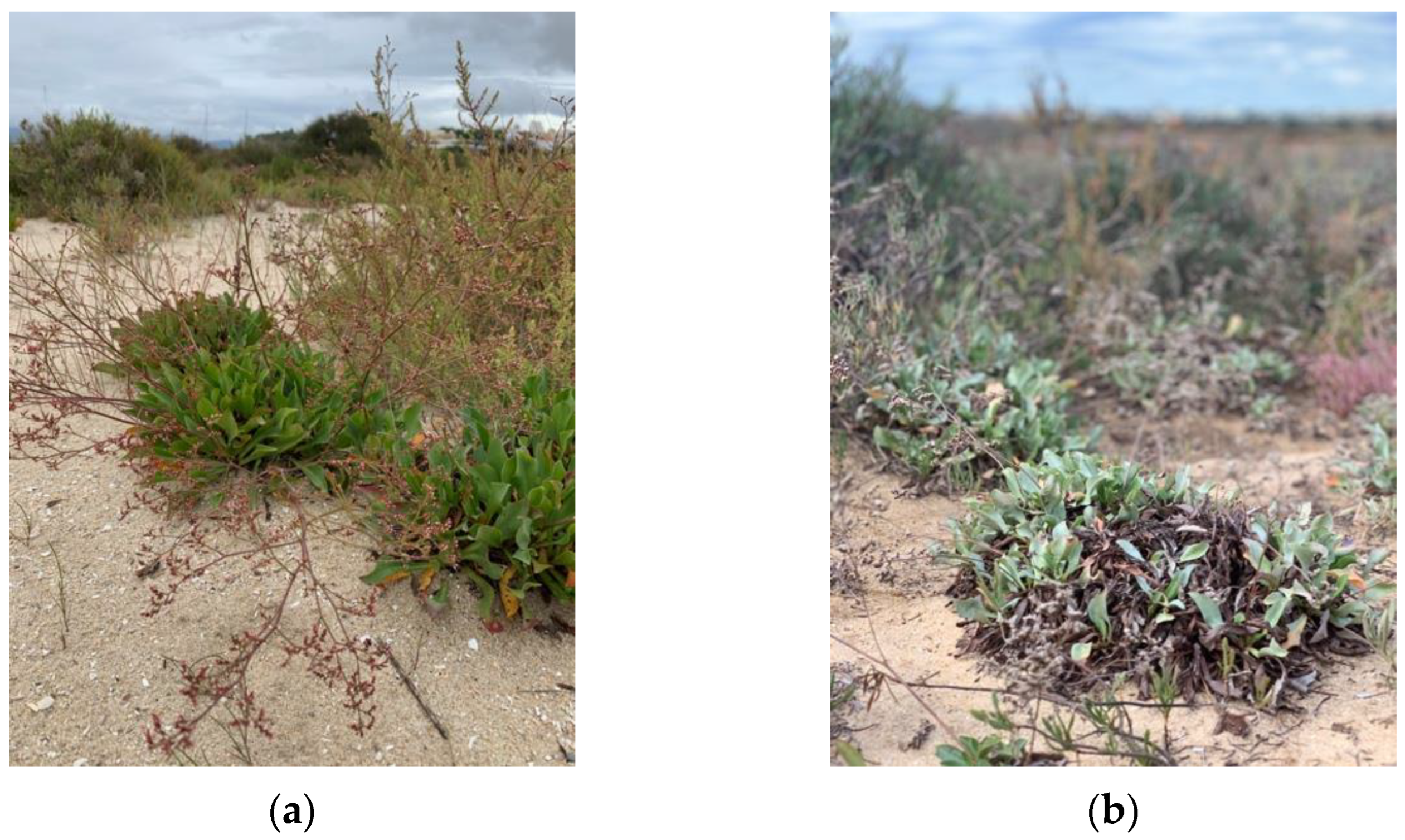 Molecules 29 00481 g001