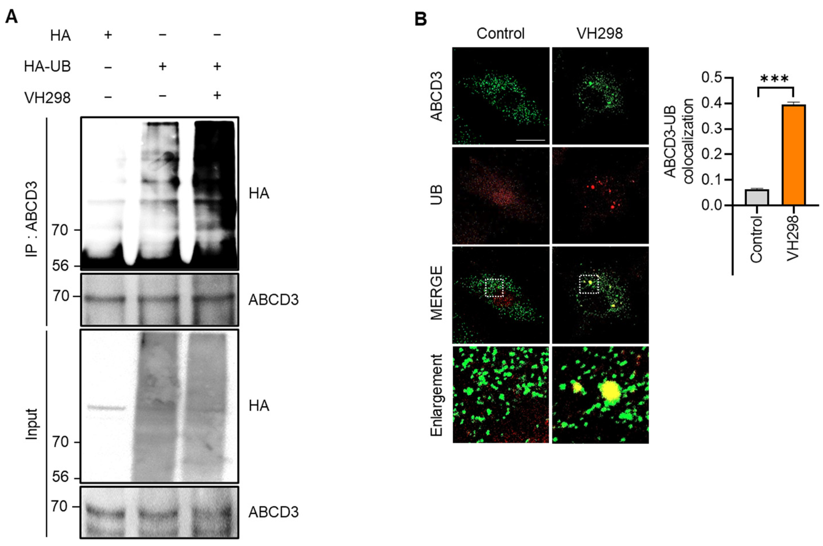 Molecules 29 00482 g003