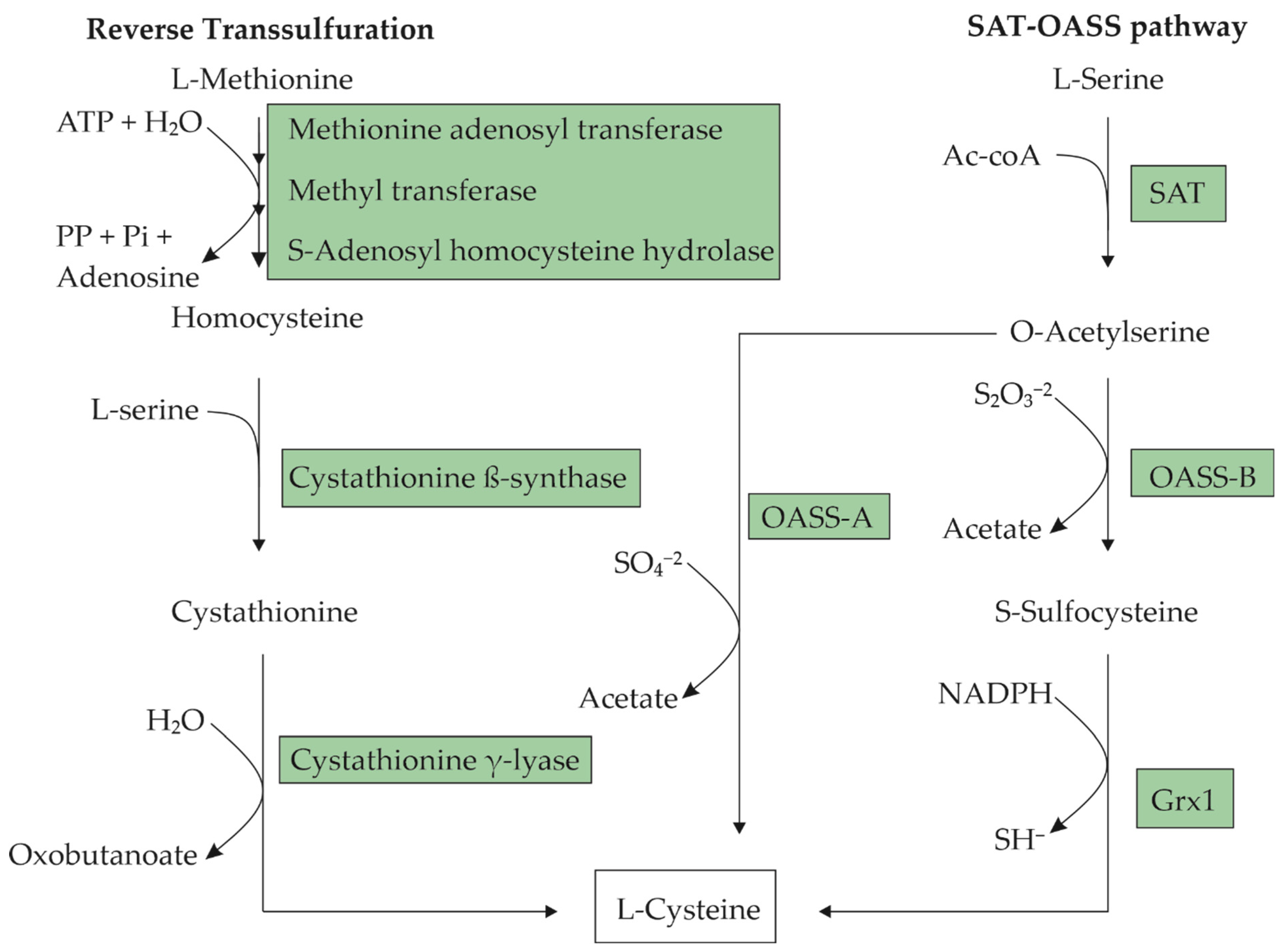 Molecules 29 00486 g001