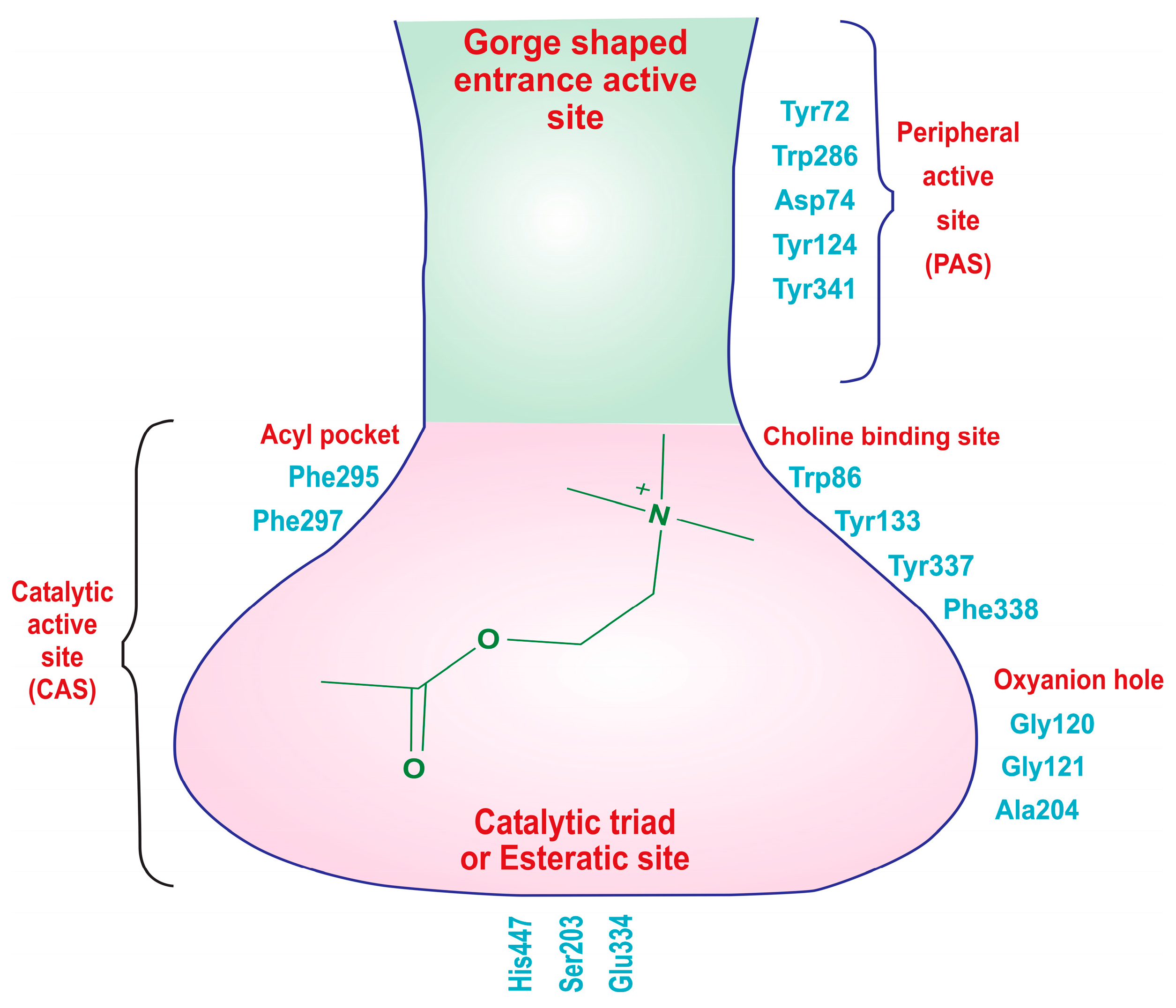 Molecules 29 00490 g003